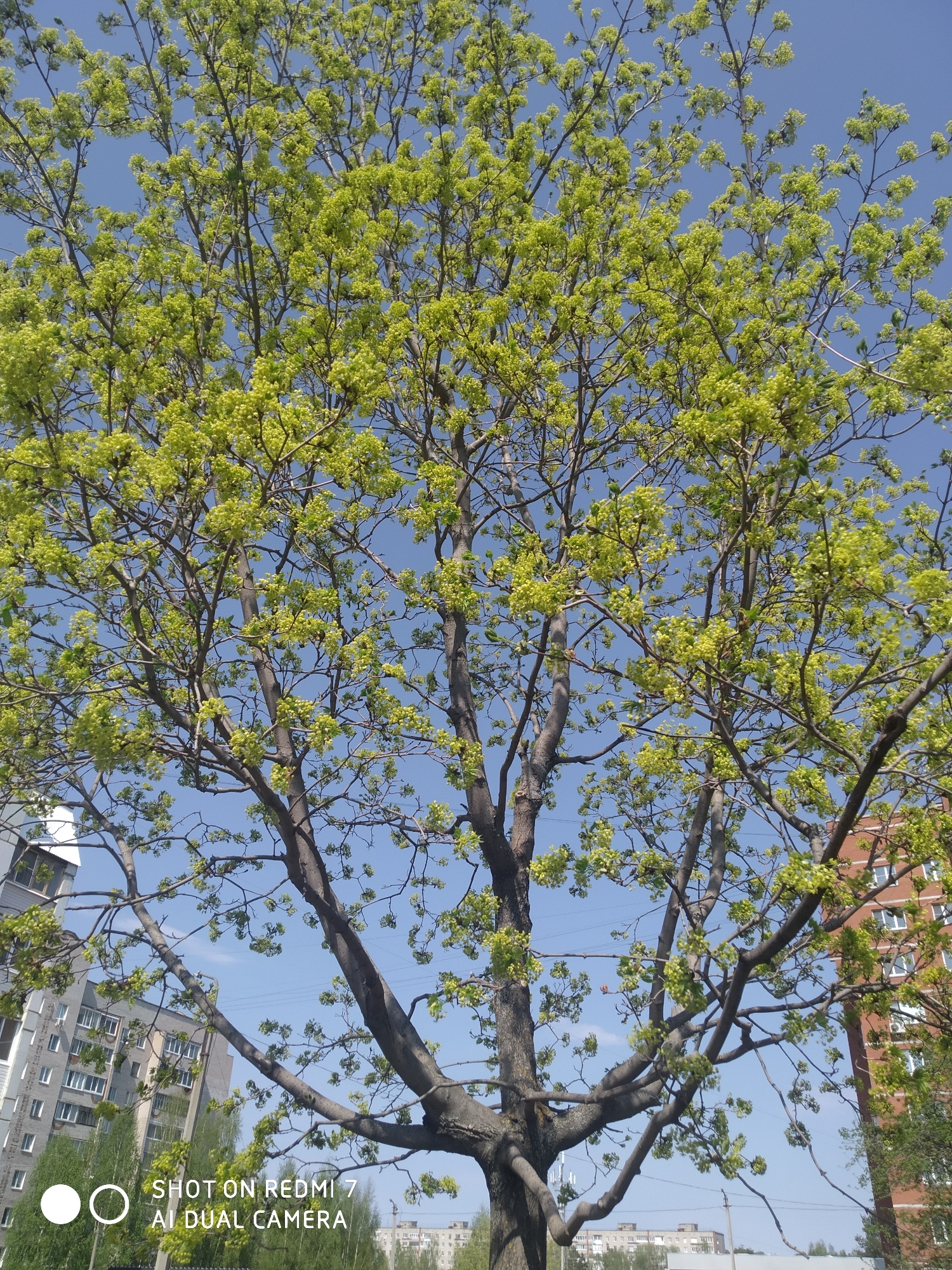 The image shows a tree with new green leaves and budding flowers filling the frame against a clear blue sky. The tree has a thick, dark trunk and many branches extending upward. In the background, glimpses of urban structures, likely apartment buildings, are visible. The location is identified as Chaikovsky, Russia based on the image data embedded within the photo. The overall scene is a view of nature within an urban environment during springtime.