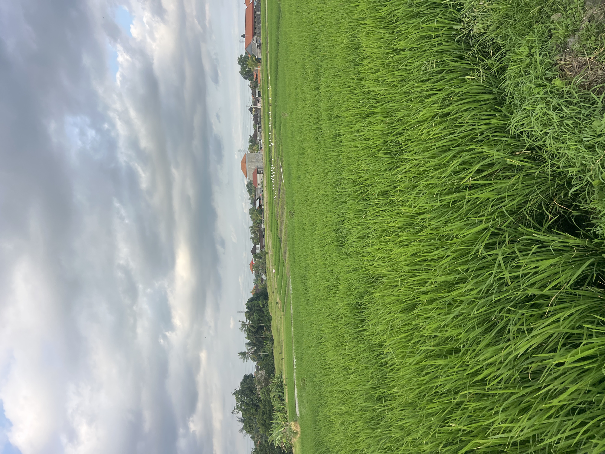 The image depicts a vast expanse of lush green rice paddies under a cloudy sky, likely in or around the city of Kediri, Indonesia. The foreground is dominated by tall, vibrant green rice stalks, their blades swaying gently, suggesting a light breeze. In the middle ground, the rice paddies are arranged in terraces, with some areas appearing flooded. Numerous white birds, likely egrets or herons, are scattered across the fields, some standing in the water and others in the dry sections.
Beyond the paddies, a collection of buildings with red-tiled roofs are visible, characteristic of rural Indonesian architecture. Trees, including palm trees, form a backdrop to the buildings, adding to the tropical feel of the landscape. A few power lines and towers can also be observed, indicating the presence of infrastructure. The sky is filled with a mix of dark and light grey clouds, with patches of pale blue sky showing through, hinting at a possibly overcast or transitional weather condition. The overall scene is one of serene rural agricultural life.