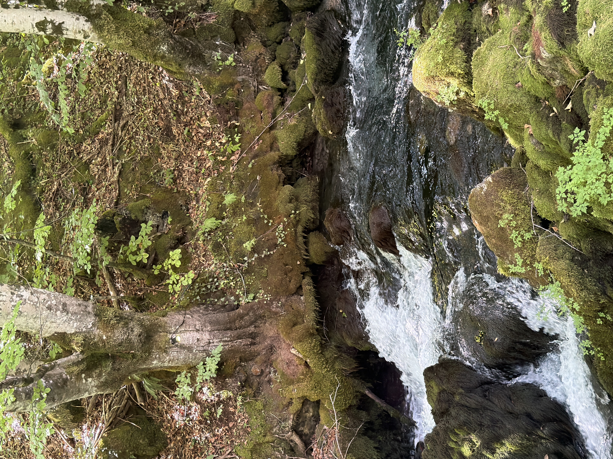 The image depicts a natural scene of a forest stream flowing over moss-covered rocks. The stream is characterized by white, frothy water where it cascades over obstacles, indicating a moderately fast flow. The banks of the stream are lined with large, dark rocks, many of which are completely covered in vibrant green moss. Several trees with rough, grey bark and patches of moss are visible on the higher ground bordering the stream. The ground around the trees is covered with fallen leaves and scattered twigs, suggesting an autumnal or post-summer season. Lush green foliage, including small plants and ivy, grows in patches on the rocks and near the tree bases. The overall environment is one of a shaded, damp forest. There are no people or animals visible in the image. The lighting suggests a dappled sunlight filtering through the tree canopy.