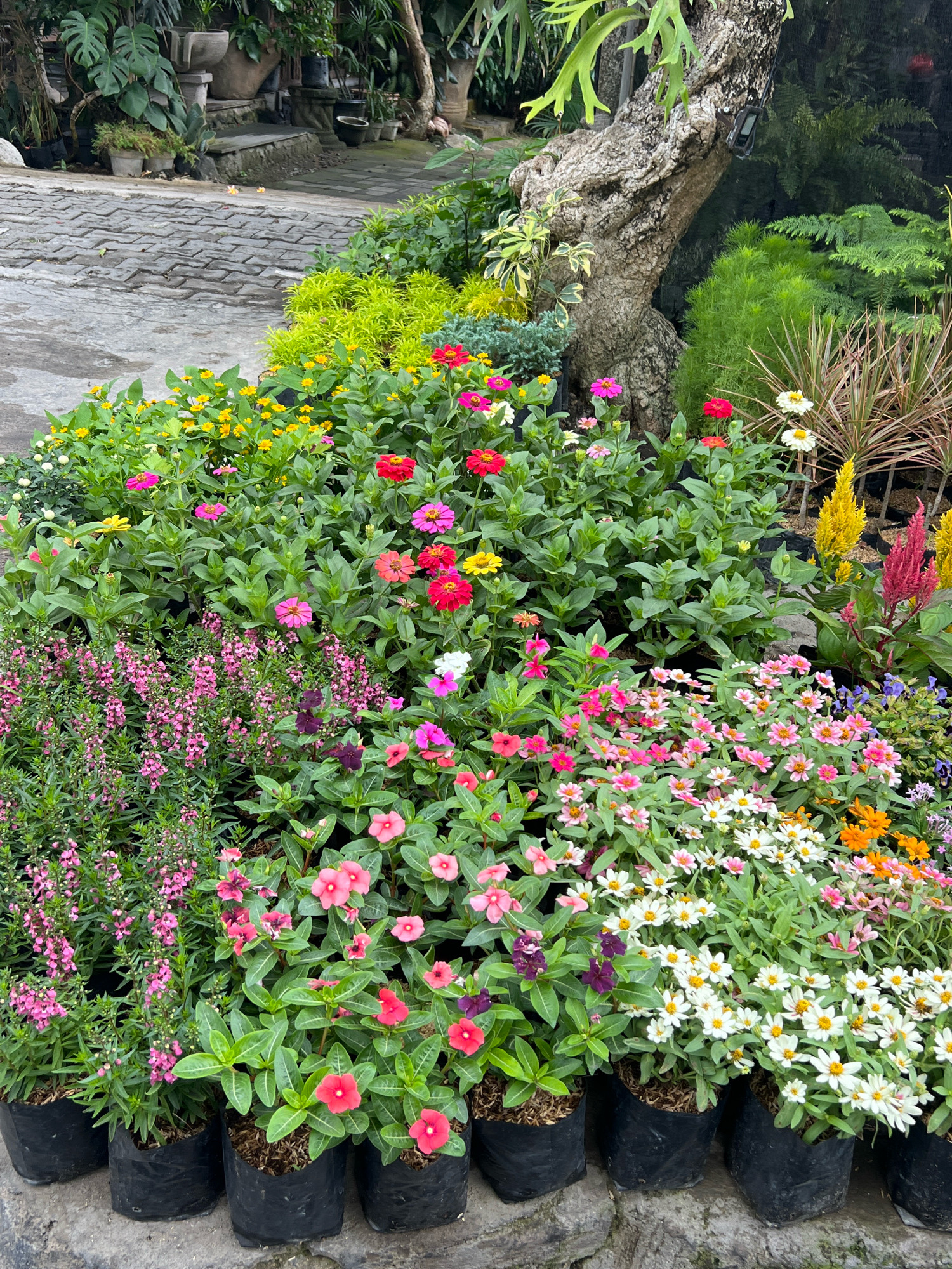 This image captures a vibrant outdoor plant nursery, likely located in Denpasar, Indonesia, given the lush tropical greenery and the common practice of selling plants in this manner. The foreground is dominated by an abundant arrangement of potted flowering plants, many in black plastic bags.
The plants are diverse, featuring a profusion of colorful blooms. Prominent among them are clusters of pink, red, and orange flowers, alongside white and yellow varieties. There are also delicate pink spires of smaller flowers and some darker purple blooms. The plants are densely packed, creating a rich tapestry of foliage and color.
Behind the flowering plants, a large, gnarled tree trunk with rough, textured bark stands prominently, its base surrounded by more greenery. Beyond the tree, glimpses of other plants and decorative elements can be seen, including what appears to be a paved pathway or courtyard constructed from interlocking stones. The overall impression is one of a well-maintained and thriving garden center, possibly a local business catering to a demand for ornamental plants in the tropical climate. No people are visible in the image.