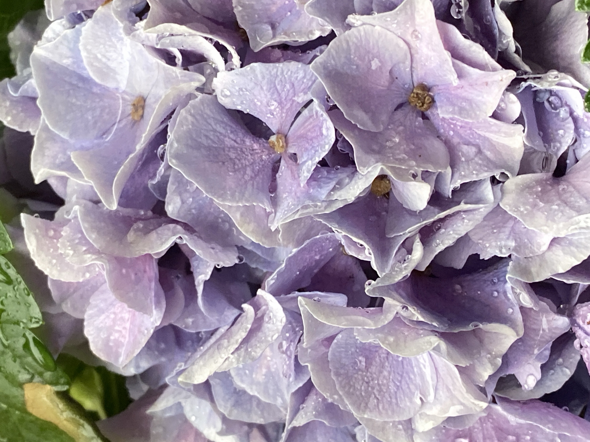 The image displays a close-up, overhead view of a cluster of pale purple hydrangeas covered in water droplets, suggesting recent rain. The petals are delicate and layered, with some appearing slightly translucent. The background is a blur of green leaves and dark shadowy areas. There are no people or animals visible in the image. The scene is likely an outdoor setting, possibly a garden. The location in Bad Sachsa, Germany, is not discernible from the visual information provided.