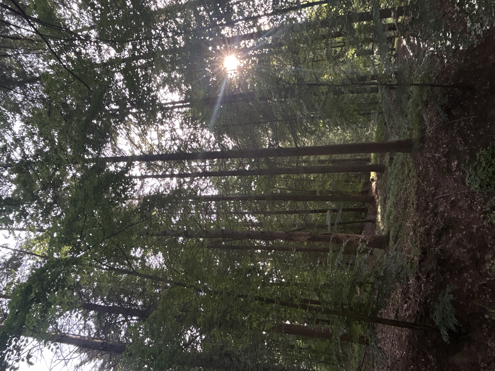 The image depicts a dense forest interior located in Unknown, Unknown. Numerous tall, slender tree trunks, varying in shades of brown and gray, rise vertically, supporting a thick, predominantly green canopy composed of both broadleaf and coniferous trees. A low-angle sun, positioned towards the upper right, filters through the foliage, casting strong sunbeams and a visible lens flare. The light creates high contrast, illuminating parts of the canopy with bright green and creating deep shadows elsewhere. The undulating forest floor is covered with a mixture of brown leaf litter and sparse green undergrowth, with patches of sunlight illuminating specific areas and contrasting sharply with shaded sections of the ground. No people, animals, or man-made objects are visible.