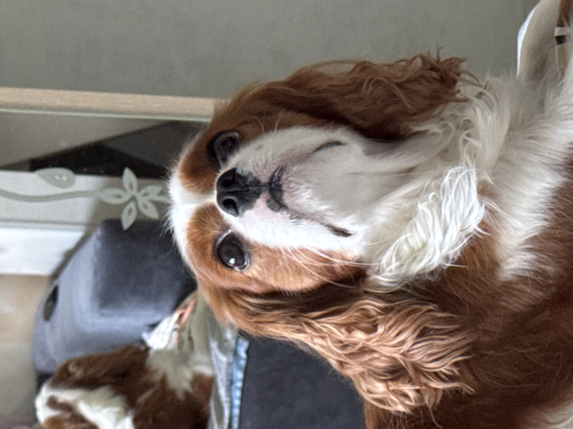 A close-up shot features a brown and white Cavalier King Charles Spaniel dog looking upwards with its head tilted slightly. The dog's fur is predominantly brown with white markings on its chest and face. Its large, dark eyes are focused upwards, and its mouth is slightly open, revealing a bit of its tongue. The dog's long, wavy brown ears frame its face. In the background, a blurred gray cushion or sofa is visible, along with a hint of another dog's head, also brown and white, to the left of the main subject. The setting appears to be indoors, possibly a living room. A decorative element with a floral design is visible on a light-colored vertical surface in the background.