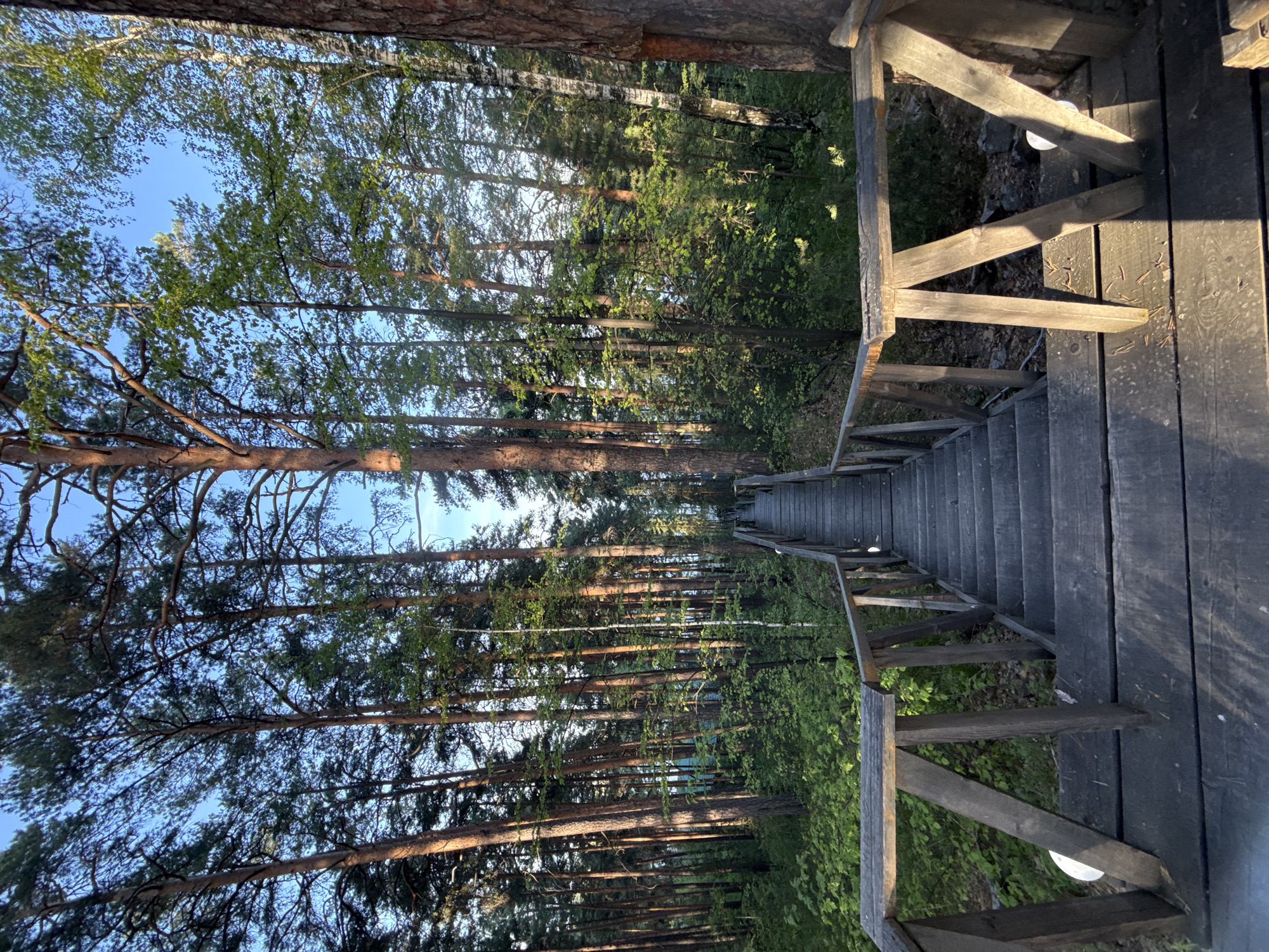 The image depicts a wooden staircase leading downwards through a dense forest. The staircase is constructed with dark gray planks, and a wooden railing runs along both sides. Tall, thin trees are on either side of the staircase. The leaves create a canopy overhead, allowing dappled sunlight to filter through. The location appears to be Zolotoi Plyazh, Russia, suggested by the landscape features.