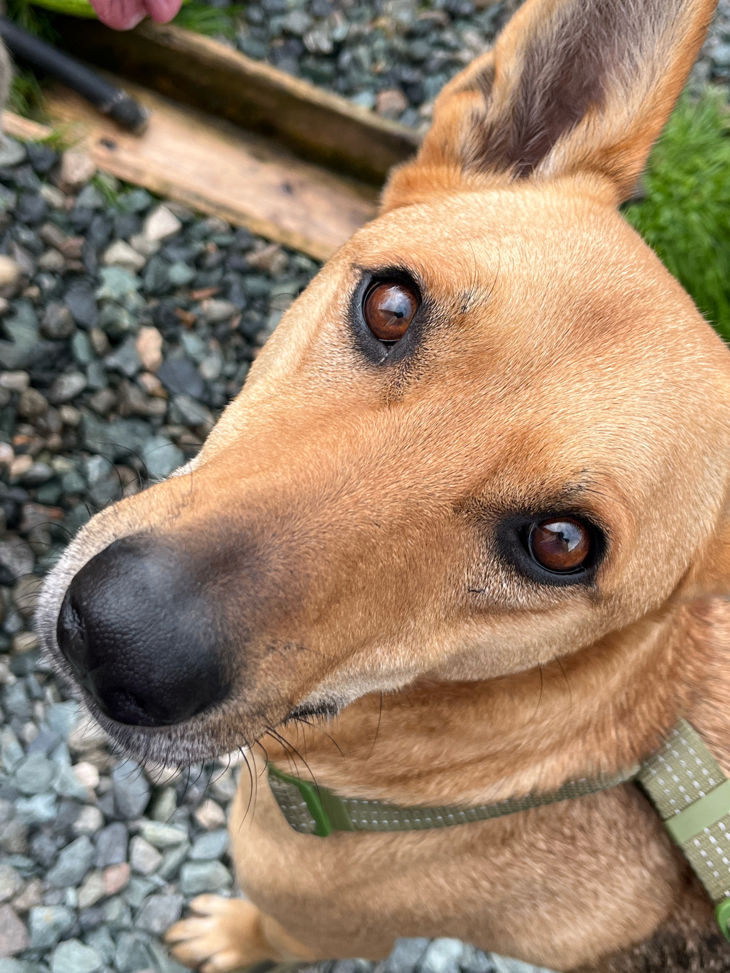 A close-up, eye-level shot focuses on the head of a light brown dog wearing a green collar. The dog's head is tilted, and its large brown eyes are looking directly at the camera. Its black nose is prominent, and its ears are perked up, with one slightly folded. The background consists of grey gravel, green grass, and a wooden plank with a black object resting on it. The lighting suggests an overcast day. This scene does not depict any identifiable location in Nizhny Tagil, Russia, nor does it include any people.