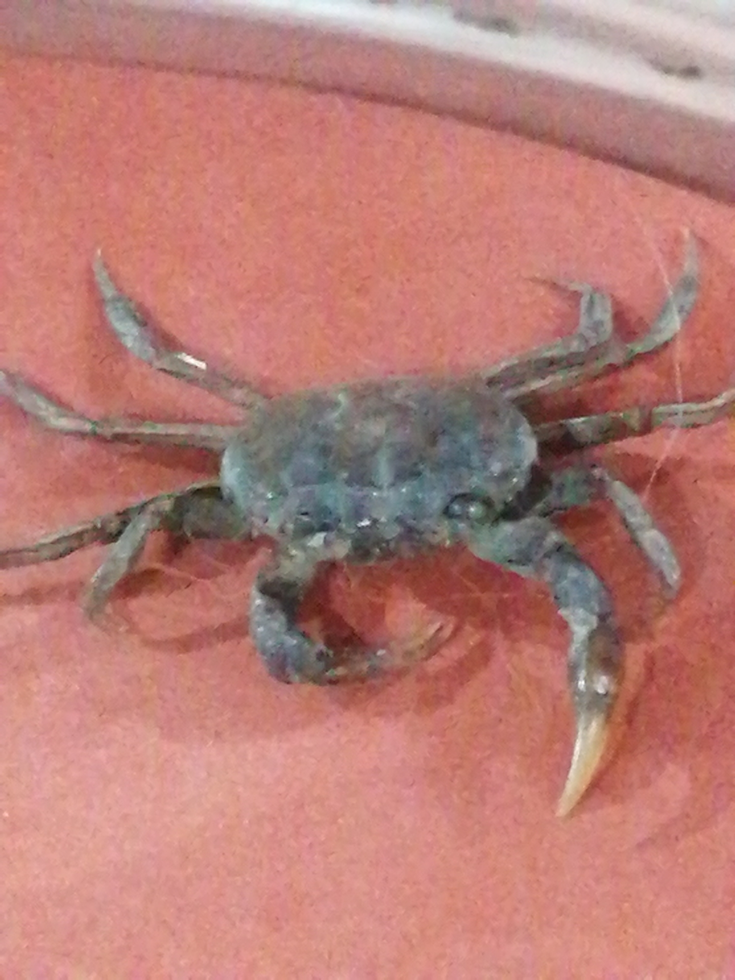 A small, dark crab is positioned on a reddish-orange surface. The crab is viewed from above, with its eight legs spread out and its two claws visible. The surface appears to be textured and possibly a fabric material. No specific location in Đinh Văn, Vietnam is identifiable from the image.