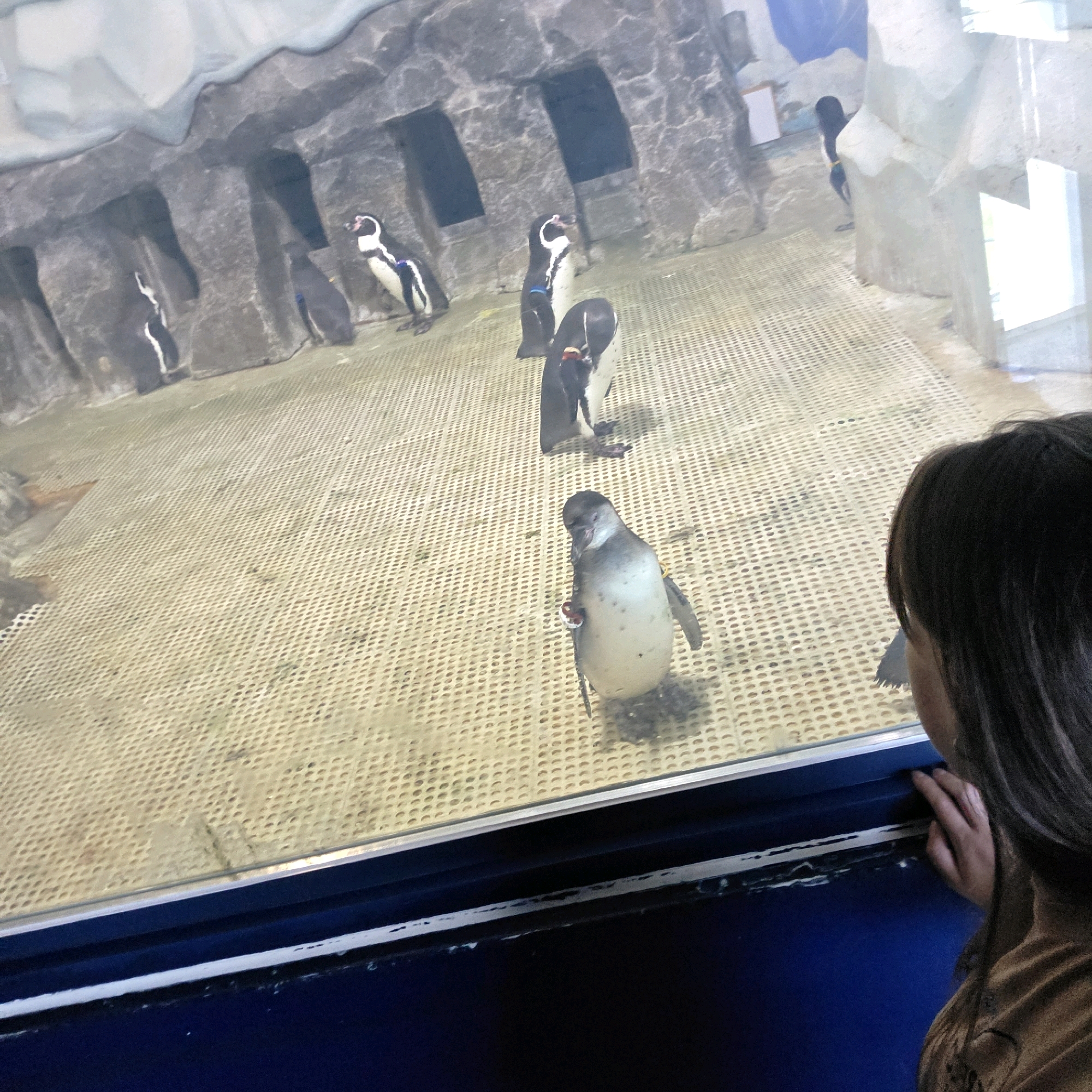 The image shows a young girl looking at penguins in an aquarium. The penguins are black and white and are standing on a textured floor. The girl is in the foreground, her back to the camera, and she is wearing a brown shirt. The aquarium environment appears to be designed to mimic a rocky, icy habitat. The image was taken at the Gangneung Sealife Aquarium in Gangneung-si, South Korea.