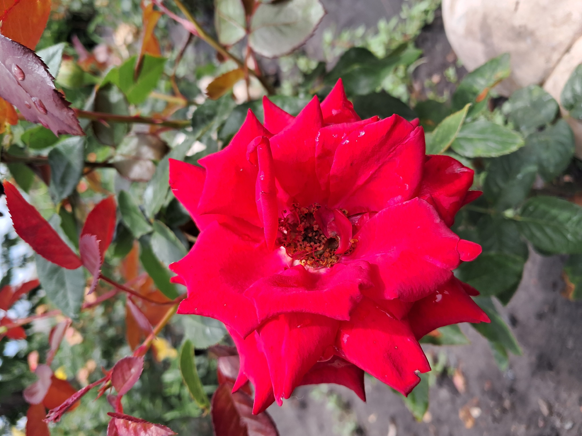 A close-up, vertical shot captures a vibrant red rose in full bloom. The rose's petals are a deep crimson, with some showing slight wilting at the edges. Small water droplets are visible on the petals, suggesting recent rain or watering. The center of the rose reveals its stamens and pistils, tinged with brown. Surrounding the rose are green leaves and reddish-brown stems, some of which also bear water droplets. In the background, the scene is softly blurred, showing more foliage and the ground, which appears to be soil or mulch. A large, light-colored, smooth stone is partially visible in the lower right corner. The image was taken outdoors, in what appears to be a garden setting. The location is specified as Kremenchuk, Ukraine.