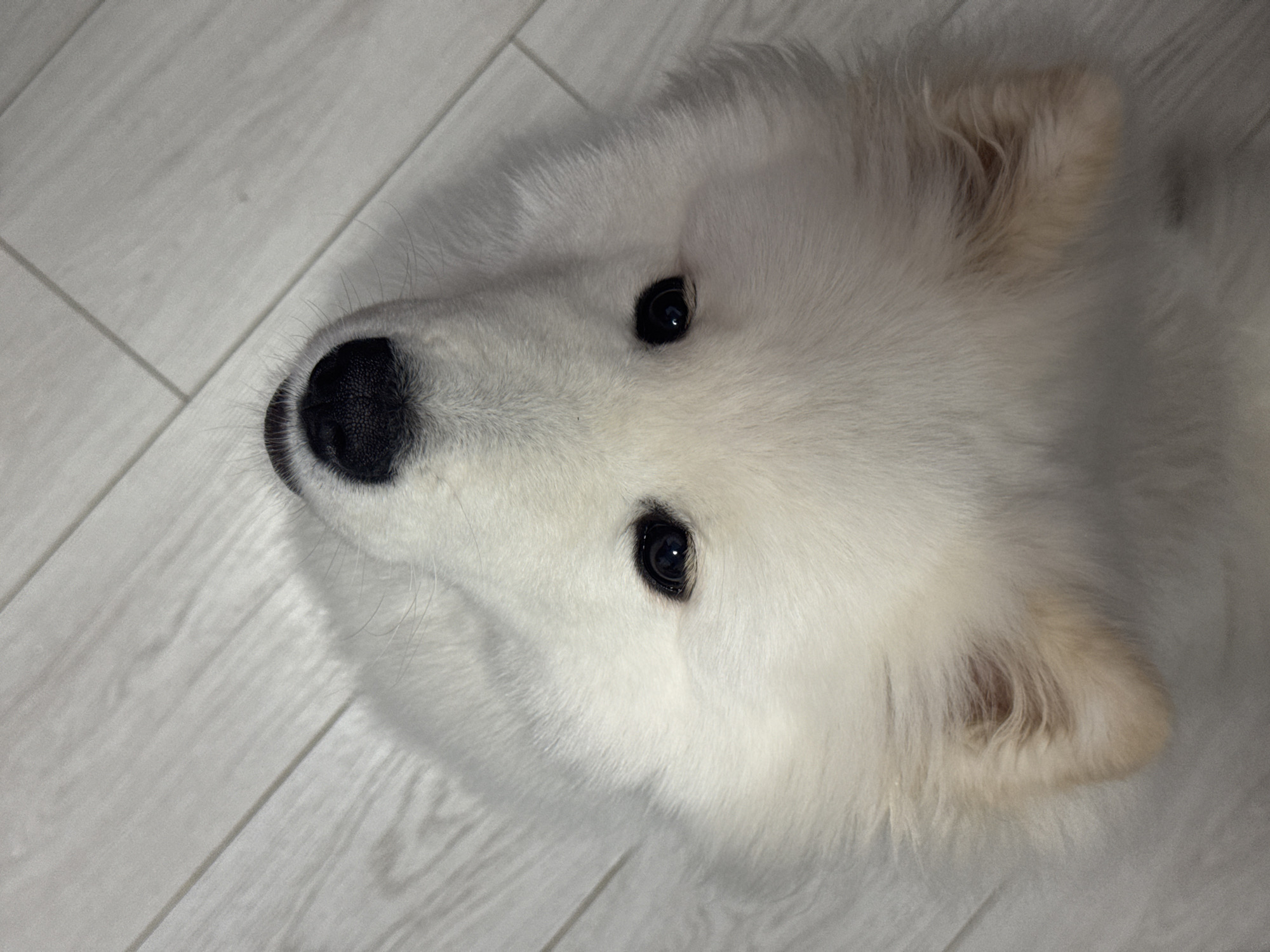 A high-angle close-up shot reveals the face of a white Samoyed dog lying on a light gray hardwood floor. The dog's face is centered in the frame, with its black nose and dark eyes prominently featured. The dog is looking upward, slightly to the left. The dog's fur is uniformly white. The floorboards run diagonally from the lower-left to the upper-right corner of the image. The location is unknown.