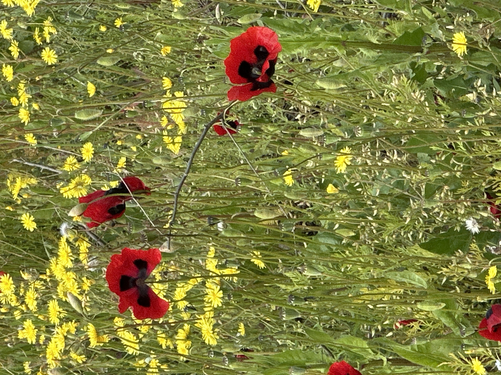 The image shows a field of wildflowers in Marneuli, Georgia. Red poppies with black markings on their petals are scattered among smaller yellow flowers and green foliage. The scene depicts a natural environment with a dense arrangement of plants and flowers.