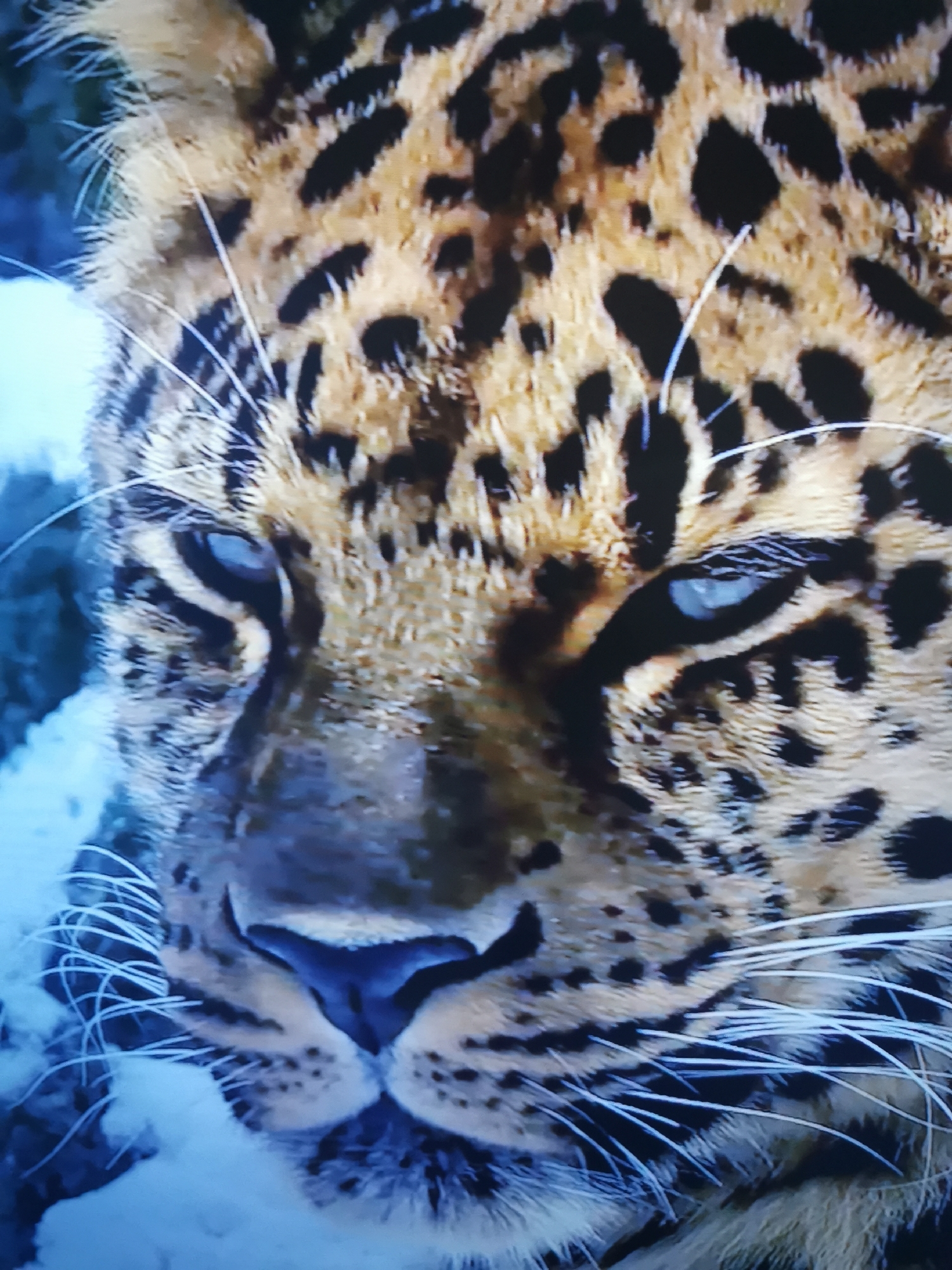 The media file is a close-up shot of a leopard's face, focusing on its eyes, nose, and whiskers. The leopard has piercing blue eyes and distinctive black spots on its fur. The background is blurred and appears to be a cool, blueish tone, possibly suggesting a cold environment or a nighttime setting. The lighting on the leopard's face is soft, highlighting the texture of its fur and the sharpness of its whiskers. The image conveys a sense of intensity and wildness due to the direct gaze of the animal. There is no visible text in the media file. The location context provided is Dnipro, Ukraine, which may suggest the leopard is in a zoo, sanctuary, or a natural habitat within or near that region. However, the image itself does not contain explicit visual cues to confirm this location. The time of day and weather are not definitively determinable from the image alone, but the cool tones could imply a cooler temperature.