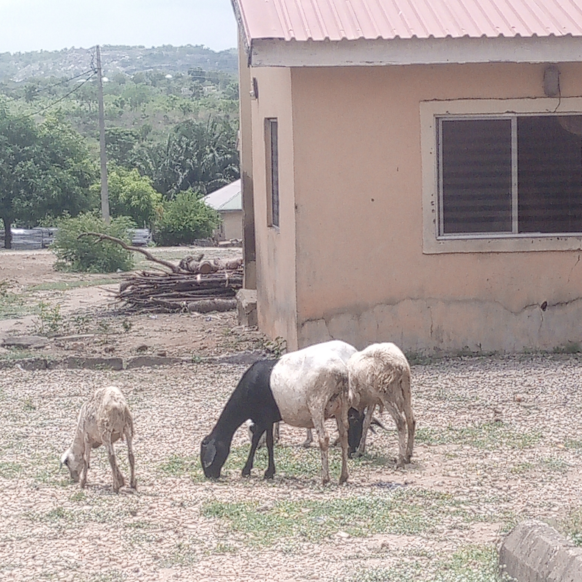 The scene is in Adankolo, Nigeria. Three sheep graze on a gravelly surface with sparse vegetation near a single-story building with a red roof. The building has a light peach-colored exterior, one visible window, and an air conditioning unit or other similar object mounted to the side. A pile of logs and branches sits in the background, along with trees and a distant hill. A utility pole is visible in the background on the left side of the image.