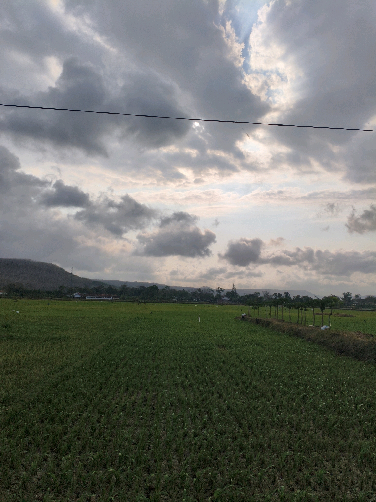 The image depicts a rural landscape in Sukorejo Kulon, Indonesia, characterized by a vast expanse of green rice paddies under a dramatic, cloudy sky. A dark power line stretches horizontally across the upper portion of the frame, bisecting the sky. In the background, a range of hills, some barren and others covered in vegetation, form a gentle curvature against the horizon. A few scattered buildings, including what appears to be a long structure with a white facade and a blue roof, are visible nestled amongst trees and vegetation in the mid-ground. A row of slender trees, planted with deliberate spacing, runs along a raised embankment that separates a portion of the rice field from a dry, earthen path. The rice paddies themselves are lush and vibrant green, with visible rows of young plants. The overall impression is one of agricultural tranquility, juxtaposed with the imposing presence of the sky.
