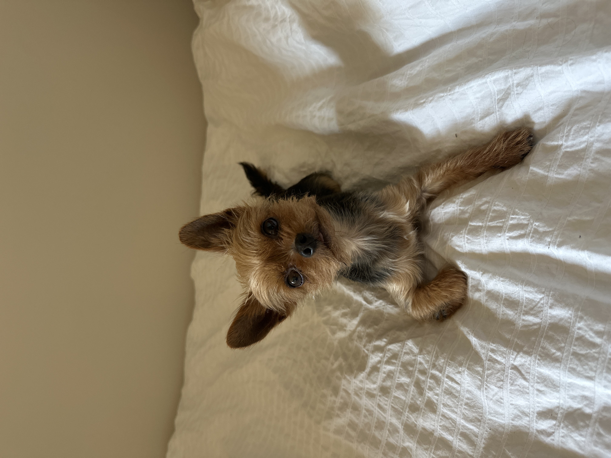 A small, brown and black Yorkshire Terrier dog lies on its back on a white, wrinkled bedsheet. The dog is facing the camera with its head slightly tilted to the left. Its legs are outstretched. The background includes a plain, light-colored wall. There are no indications of the image being taken in Batumi, Georgia.