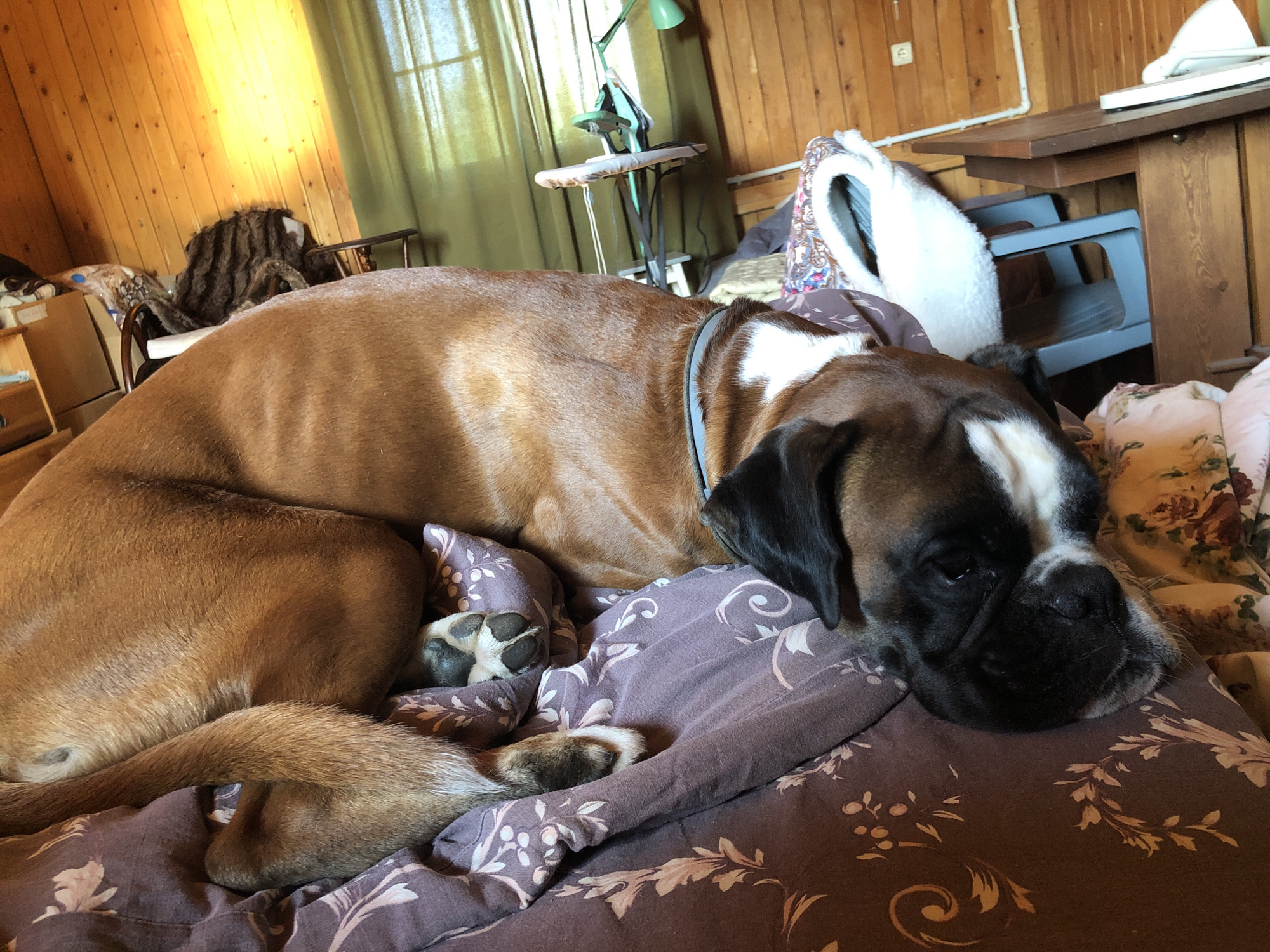 A fawn-colored Boxer dog is sleeping on a bed with a brown floral patterned comforter. The dog is lying on its side, facing right, with its head resting on the comforter. The dog has a white blaze on its forehead and a blue collar. The background shows a wooden paneled wall, a green curtain, and a table with a lamp. The scene appears to be indoors.