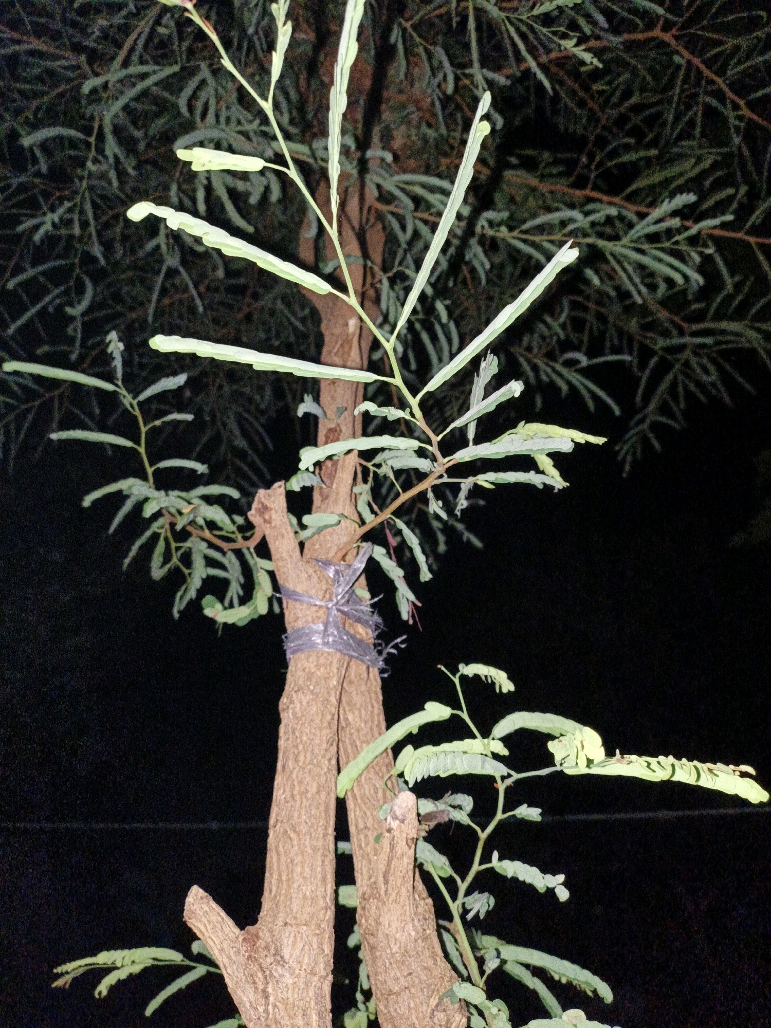 The image shows a close-up, vertically oriented view of a small tree trunk with several branches extending upwards and outwards. The tree has rough, brown bark and is tied with dark gray string or tape at a lower junction where two main stems meet. There are numerous small, light green leaves on the branches, many of which are unfurling or have a delicate appearance. The background is dark and out of focus, suggesting it is nighttime or a dimly lit environment. The leaves and branches are the primary subjects, with the trunk providing a structural element. There are no people or animals visible in the image. The scene appears to be in a natural or garden setting. The location is described as Cikal, Indonesia.