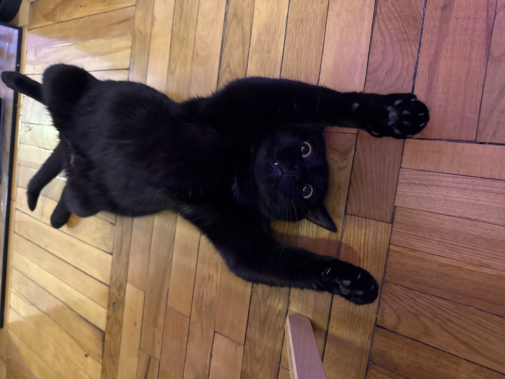 This image captures an indoor scene in Moscow, Russia, featuring a domestic black cat resting on its back on a light brown wooden floor. The cat's body is oriented with its head towards the bottom of the frame, facing directly at the viewer. Its front paws are extended upwards and outward, while its hind legs are bent with paws partially visible at the top of the frame. The cat has solid black fur, open round eyes with amber irises, and a black nose. Two small, white fangs are subtly visible protruding from its upper jaw. The wooden floor is composed of rectangular planks with visible grain patterns, illuminated by ambient light. In the lower-left corner, a light-colored wooden or upholstered furniture leg is partially visible. A dark, thin, rectangular object is discernible at the top edge of the frame, bordering the wooden floor. No human subjects are present in the scene.