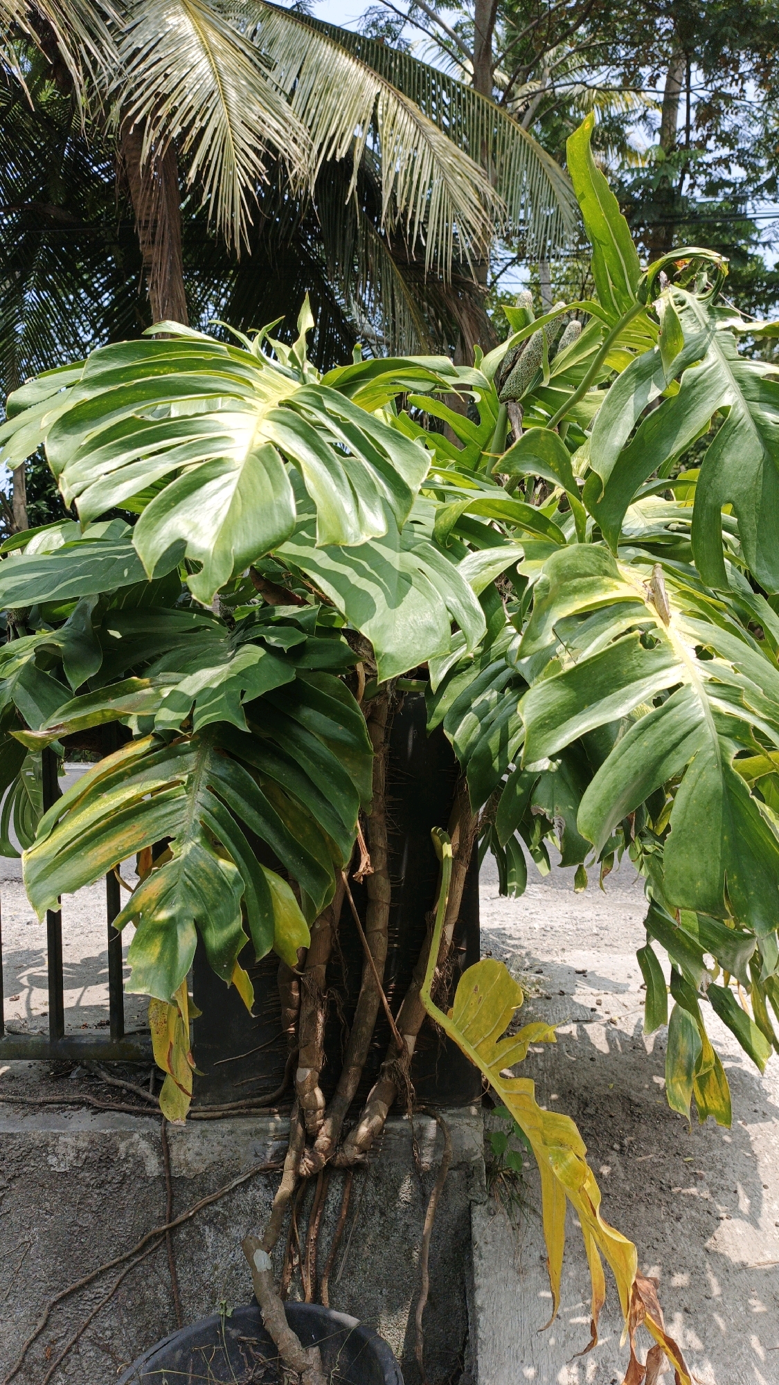 In Cintaratu, Indonesia, a potted Monstera deliciosa plant, characterized by its large, fenestrated leaves and aerial roots, is situated outdoors. The plant, with its characteristic large, split leaves, is positioned in a black pot that rests on a concrete structure. The structure itself is part of a wall that separates an outdoor area from a gravel path. Several brown, woody stems are visible at the base of the plant, from which the aerial roots emerge and spread across the concrete surface. Some leaves exhibit yellowing, indicating potential nutrient deficiency or overwatering. In the background, palm trees with their fronds are visible, suggesting a tropical or subtropical climate. The lighting indicates it is daytime, with sunlight casting shadows on the ground. A black metal fence is partially visible to the left of the plant. No people are present in the image.