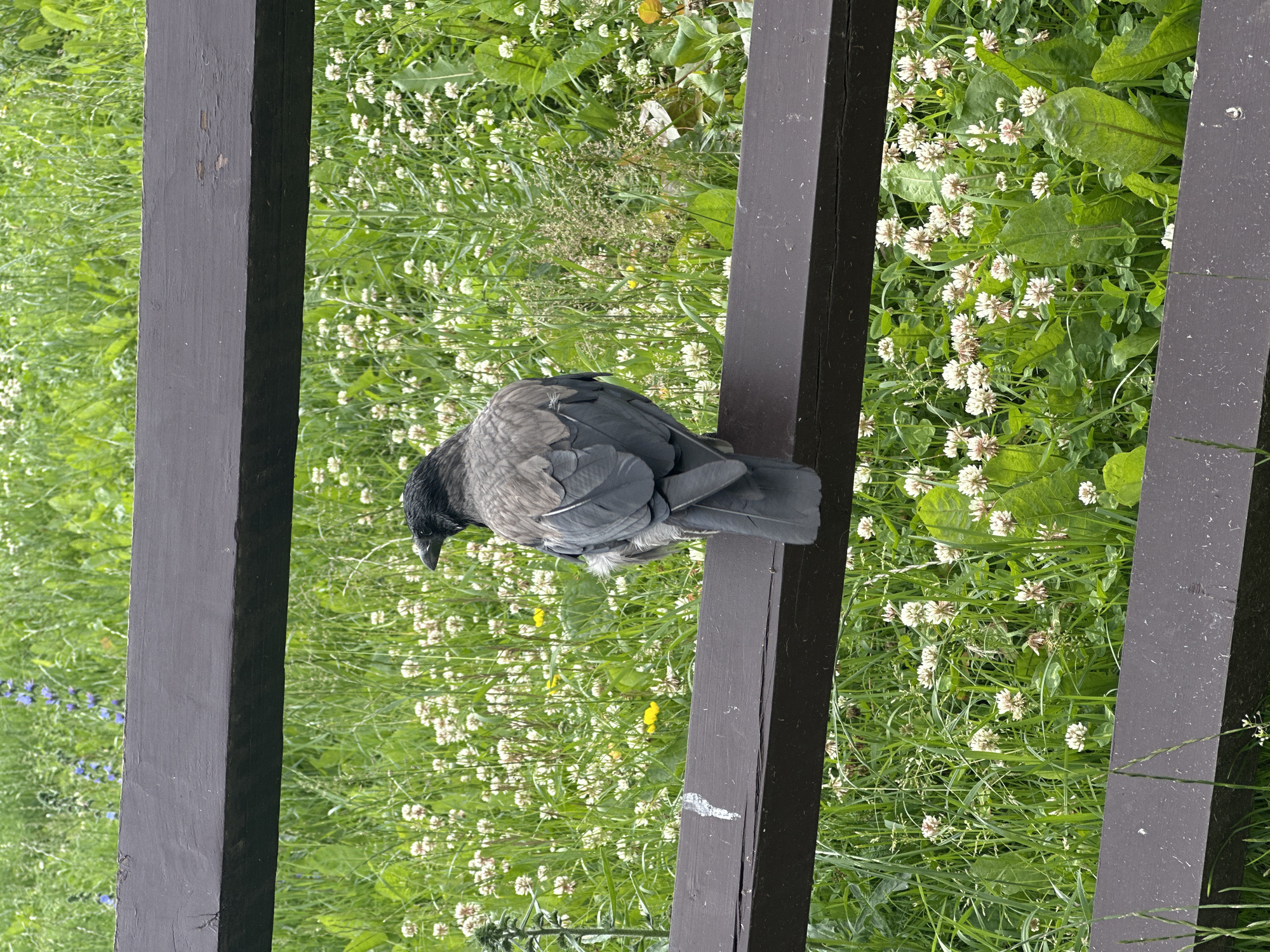 A hooded crow is perched on a dark brown wooden fence, facing away from the camera. The crow has gray and black plumage. The fence is positioned in front of a lush green field filled with white clover flowers and some yellow wildflowers. In the background, there are more green plants, including some with blue flowers. The overall scene suggests a natural, outdoor environment, likely a park or meadow. There is no indication of it being specifically in Minsk, Belarus, other than the prompt's information.