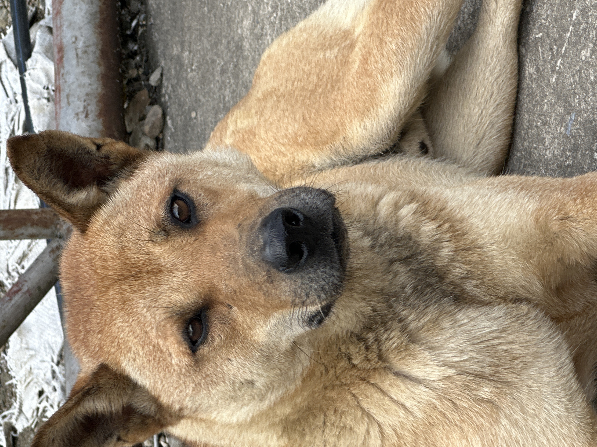The image displays a medium-sized dog with reddish-brown and tan fur, lying on a grey concrete surface in the city of Tu Le, Vietnam. The dog is positioned with its body partially visible, facing the viewer with its head slightly turned to the left. Its eyes are dark brown, presenting a calm and direct gaze. A black nose is prominent, and its ears are upright and pointed. Specks of dirt are observable on the dog's snout and near its eyes. The fur appears coarse and varies in shade across its body. In the background, behind the dog, are indistinct elements including crumpled white materials, possibly tarpaulins, and a rusty, horizontal cylindrical object consistent with a pipe on the right. The ground behind the dog also features scattered small rocks and debris on a similar concrete surface. The scene is illuminated by natural daylight. No human figures or other animals are present, and the dog is in a state of rest.