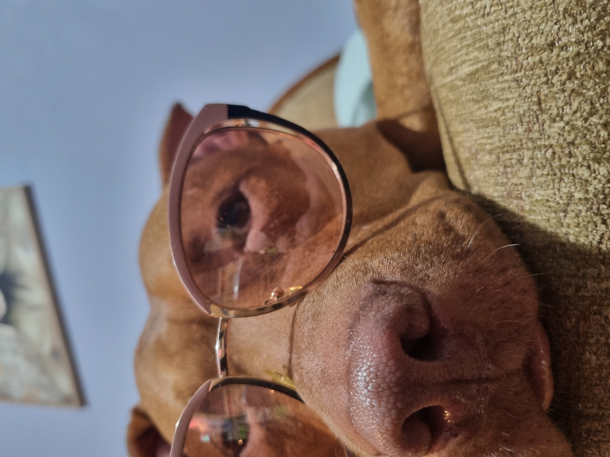 A close-up shot of a brown dog wearing rose-tinted sunglasses. The dog's nose is prominent in the foreground, textured with visible pores and moisture. The sunglasses frames are rose-gold colored. One lens shows a reflection of the dog's eye, while the background reveals a pale blue sky and a portion of a beige textured couch. To the left, slightly out of focus, is a framed picture. The setting appears to be indoors. The location is unknown.
