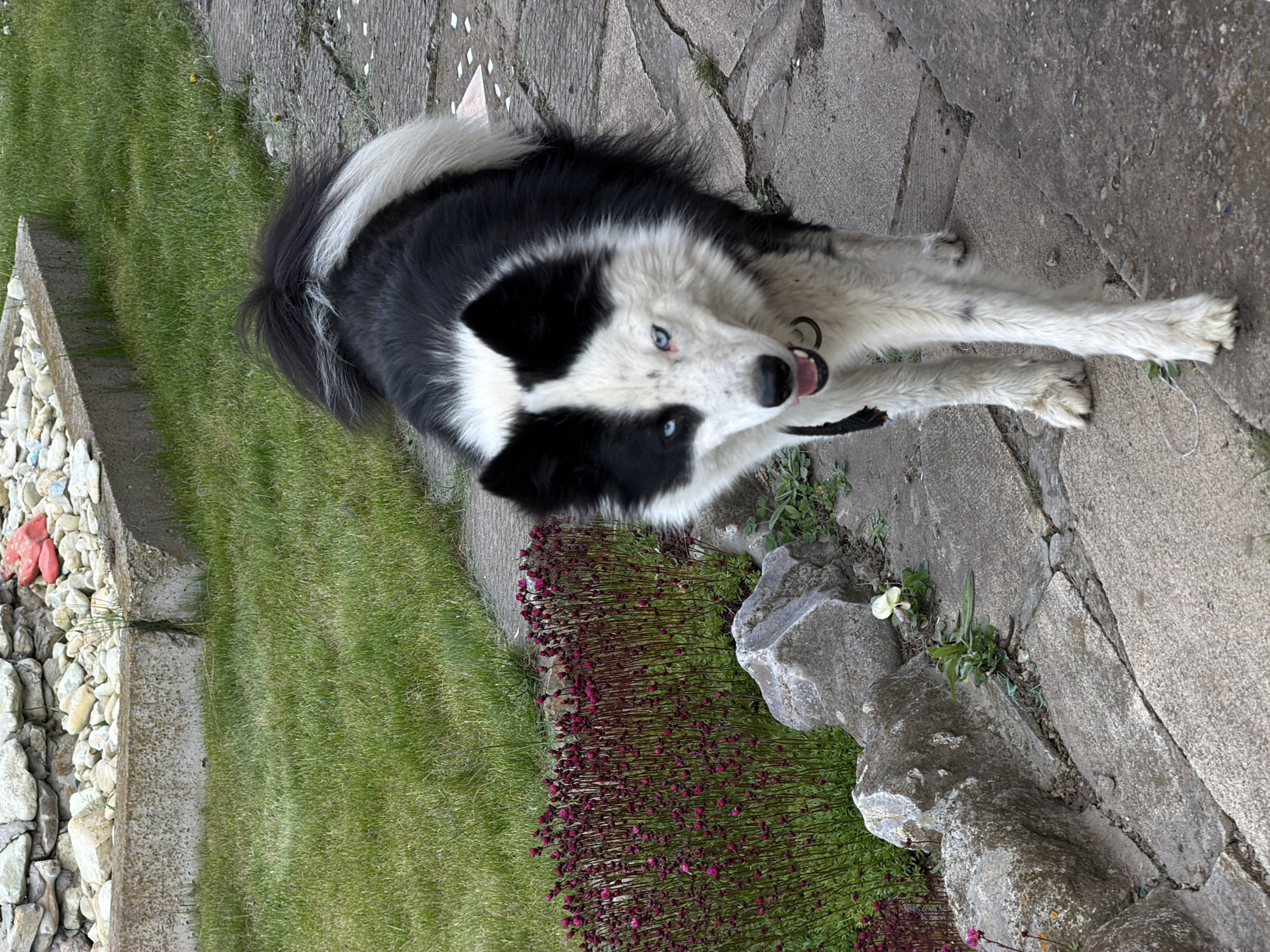 A black and white Border Collie-type dog with blue eyes is lying on a concrete paved area next to grass and various plants. The dog is looking upwards towards the camera with its tongue slightly out. The background includes a small retaining wall made of stones and flowering plants with reddish-purple blossoms. The setting is an outdoor garden or landscaped area.