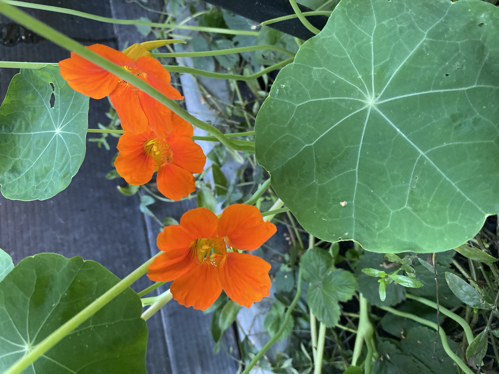 In Nizhniy Lomov, Russia, an outdoor, eye-level, close-up shot focuses on three bright orange nasturtium flowers and their large, circular, green leaves. The flowers, with their vibrant petals and visible stamens, are clustered together, some partially obscured by the leaves and stems. The leaves are prominent, with visible vein patterns. The background consists of a weathered wooden fence and other greenery, suggesting a garden setting. The lighting is natural and appears to be daylight.