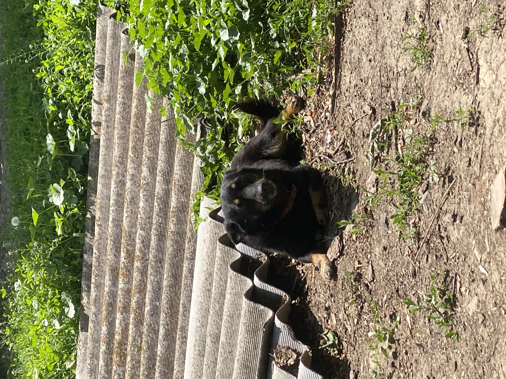 The image shows a black and tan dog lying near a corrugated sheet of material. The location appears to be outdoors with vegetation and bare soil visible. The context indicates the location is in the city of Ustyvytsia, Ukraine. No people are visible. The dog is lying down.