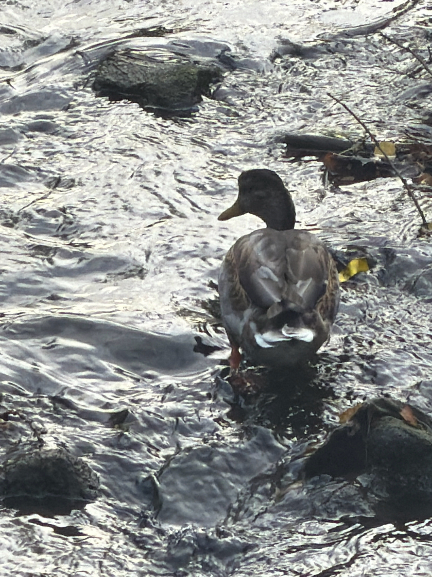 An adult duck, likely a mallard, is partially submerged in shallow, flowing water. The duck is facing away from the viewer, with its head turned to the left. Its feathers are primarily brown and grey, with white markings visible on its tail. The water is dark and appears to have a rippling surface, with rocks and fallen leaves present along the banks and within the water. The scene is likely an outdoor environment, possibly a park or natural area. No specific landmarks of Esch-sur-Alzette, Luxembourg are visible.