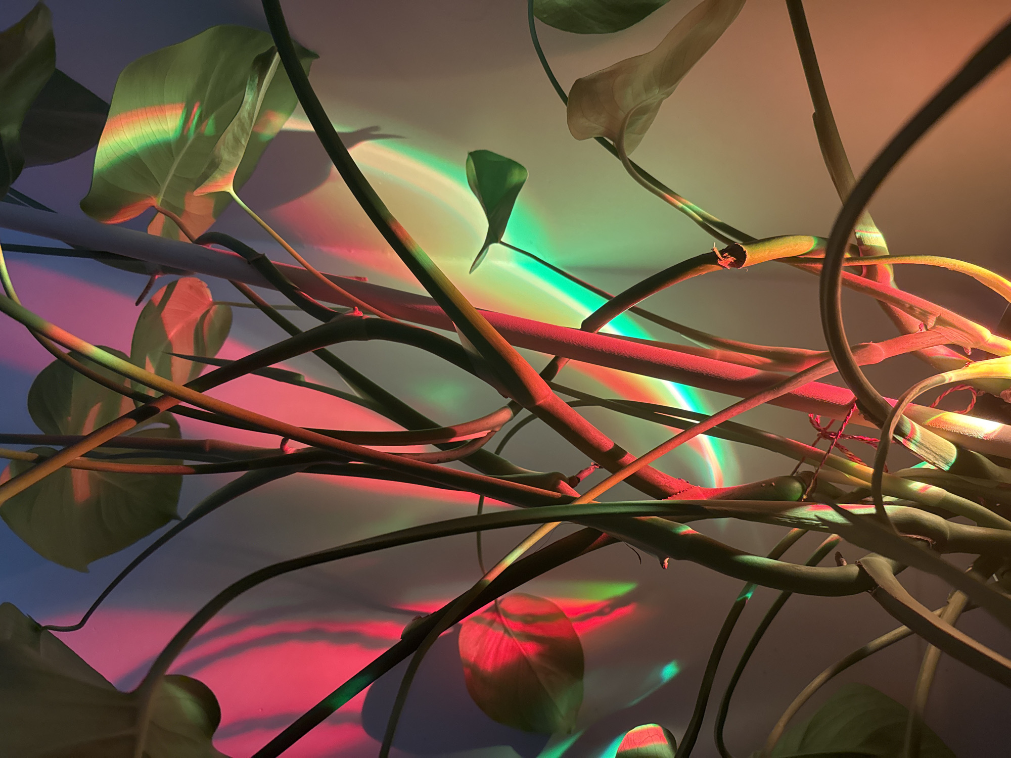 The image is a close-up shot of a Monstera plant with its leaves and stems illuminated by colorful lights, creating abstract patterns on a neutral background. The lighting casts bands of red, green, and yellow hues across the scene. The plant appears to be indoors, possibly in a home or studio setting, with no specific identifying features of Moscow, Russia, or any other location visible. There are no people, actions, or interactions depicted in the image. The focus is solely on the plant and the interplay of light and shadow.