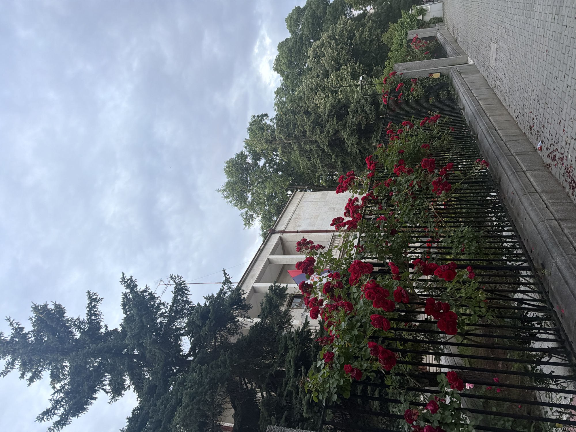 The image displays an overcast street scene in Sofia, Bulgaria, specifically depicting the exterior of the Embassy of Serbia. The sky is uniformly covered with grey, diffuse clouds.
In the foreground, a black metal fence with vertical bars and a grey stone base extends horizontally across the frame. This fence is heavily adorned with vibrant red roses, many of which are in full bloom. Scattered red rose petals are visible on the grey paver-stone sidewalk and at the base of the fence. A small crumpled white object lies on the sidewalk to the right.
Behind the fence, a multi-story building constructed of light-colored stone or concrete is partially visible. This building features a balcony supported by columns. From the balcony hangs a flag displaying red, blue, and white horizontal stripes with a central coat of arms, identifying it as the Serbian flag.
Tall, dense evergreen trees, likely spruces or firs, dominate the left side of the frame, partially obscuring the building and extending above its roofline. An antenna, possibly a Yagi type, is mounted on a pole visible above these trees on the left. To the right of the building, a dense canopy of various green deciduous trees forms the background. A security camera or street light is affixed to a pole positioned above the fence line on the right side of the frame. No people or active interactions are visible in the scene.