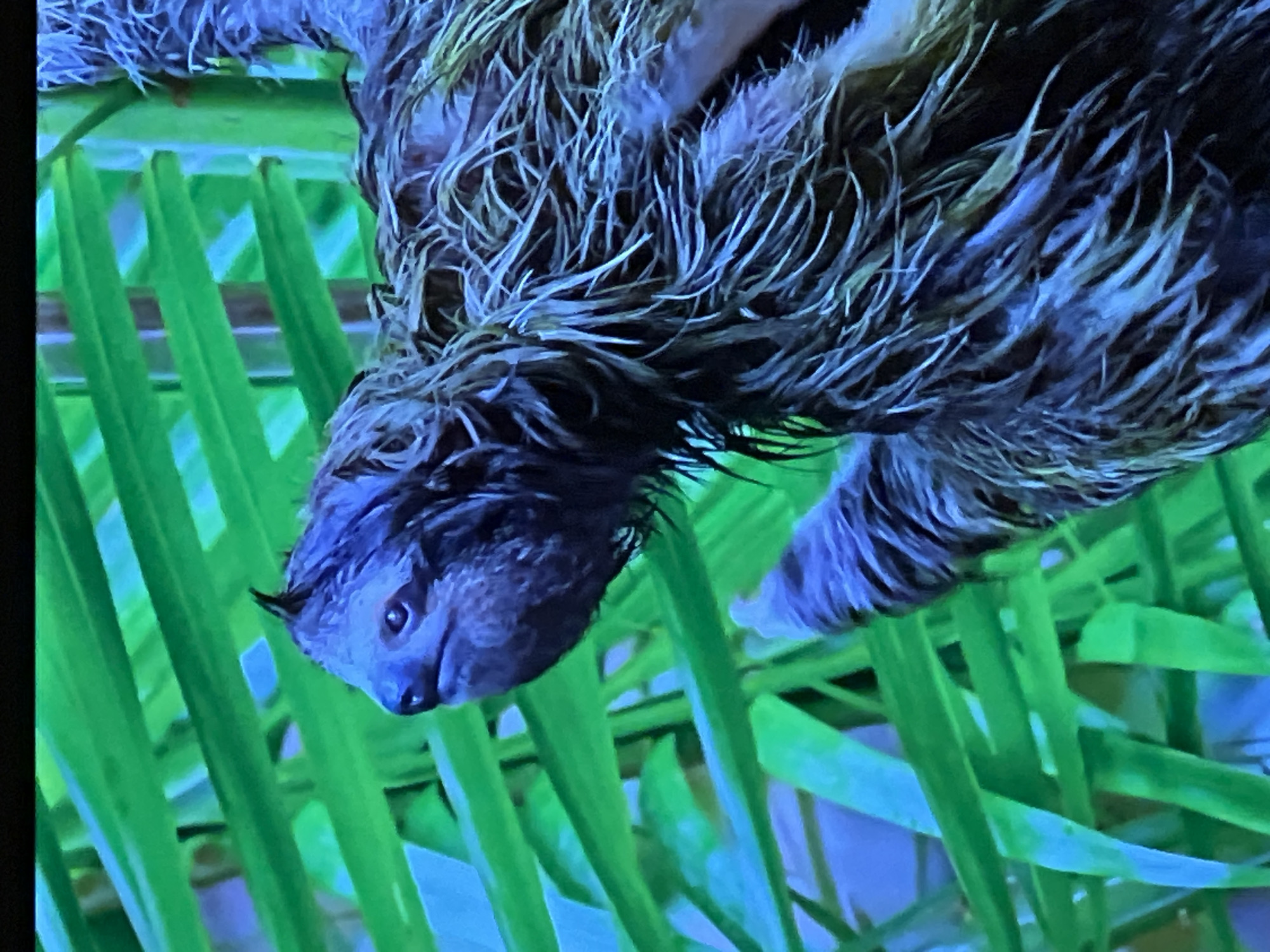 The image shows a close-up of a sloth hanging amidst bright green foliage. The sloth's fur is dark and appears wet, and its face is turned to the left, with its dark eyes visible. The background consists of blurred green leaves, possibly from a tropical plant, with areas of bright blue light. There is no discernible location in Casablanca, Morocco. The image is a photograph of an animal in its natural or simulated habitat.