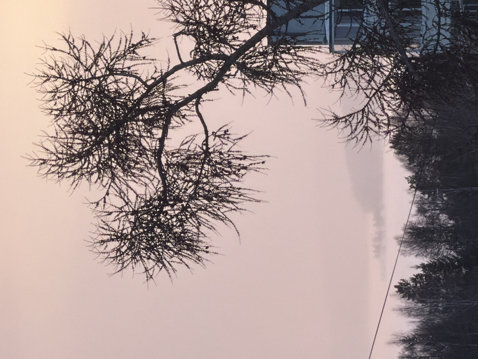 The image depicts a winter or early spring morning or evening scene in Ust-Ilimsk, Russia, characterized by a pale, rose-tinged sky and widespread fog. The upper and right foreground is dominated by the silhouetted, bare branches of a large deciduous tree, likely a Larch, showing numerous small cones. Partially visible on the far right, behind the tree, is a multi-story building with light-colored exterior panels and glass windows. A thin, dark utility wire runs horizontally across the mid-left. Below this wire, a dense line of mostly bare deciduous trees forms a dark forest. The midground and background are obscured by a thick layer of fog or mist, out of which distant, indistinct dark landforms or tree clusters faintly emerge. There are no visible people, animals, or explicit actions.