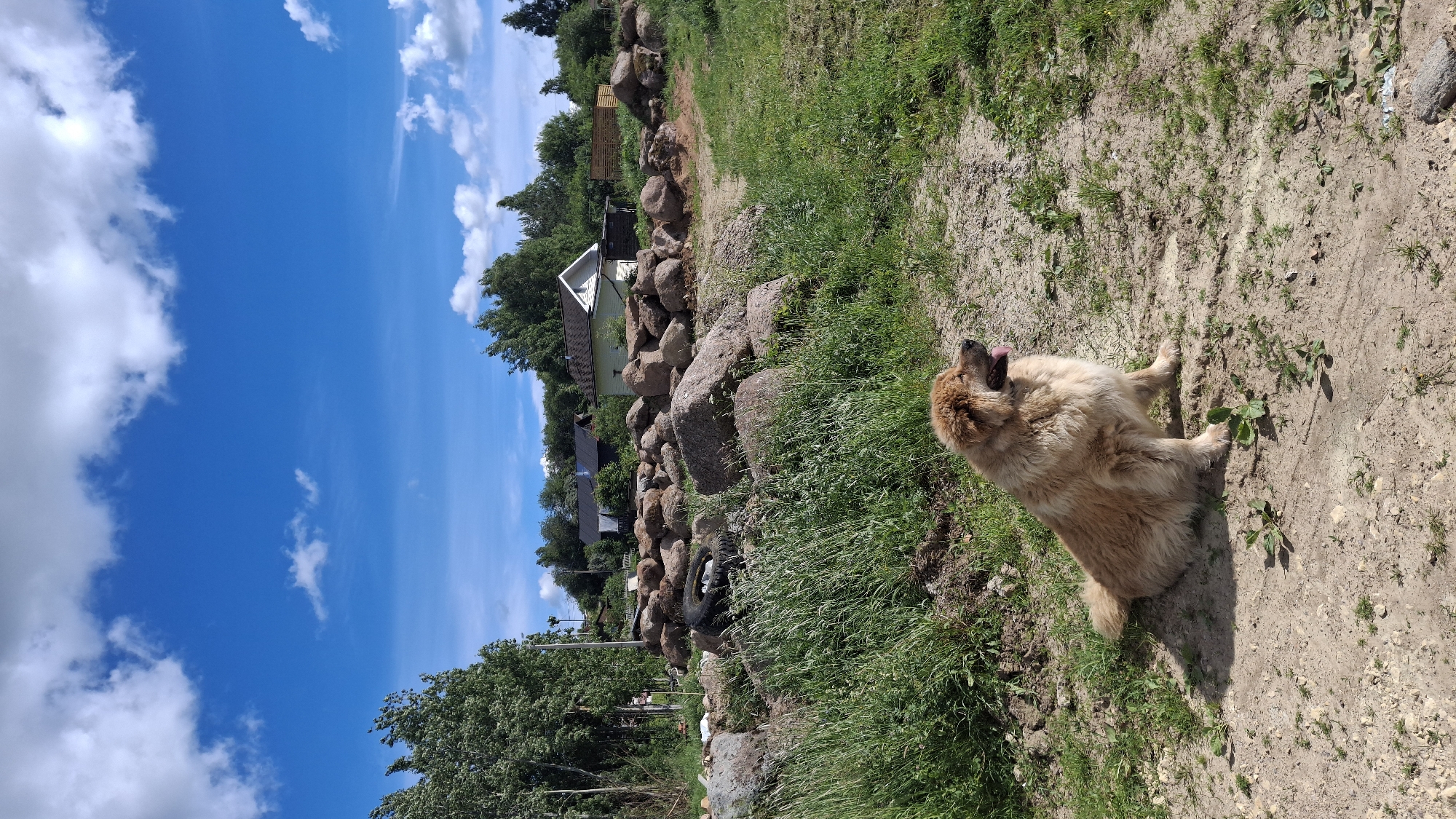 A light-colored, fluffy dog lies on a dusty path with its tongue hanging out, panting. The dog is in the foreground, on the right side of the image. Behind the dog is a rocky embankment covered in grass and weeds. A path is visible to the right of the embankment. In the background, several houses and trees are visible under a bright blue sky dotted with white clouds. The image appears to be taken on a sunny day, likely in the afternoon given the strong shadows. The setting seems to be a rural or semi-rural area in Kempelevo, Russia.
