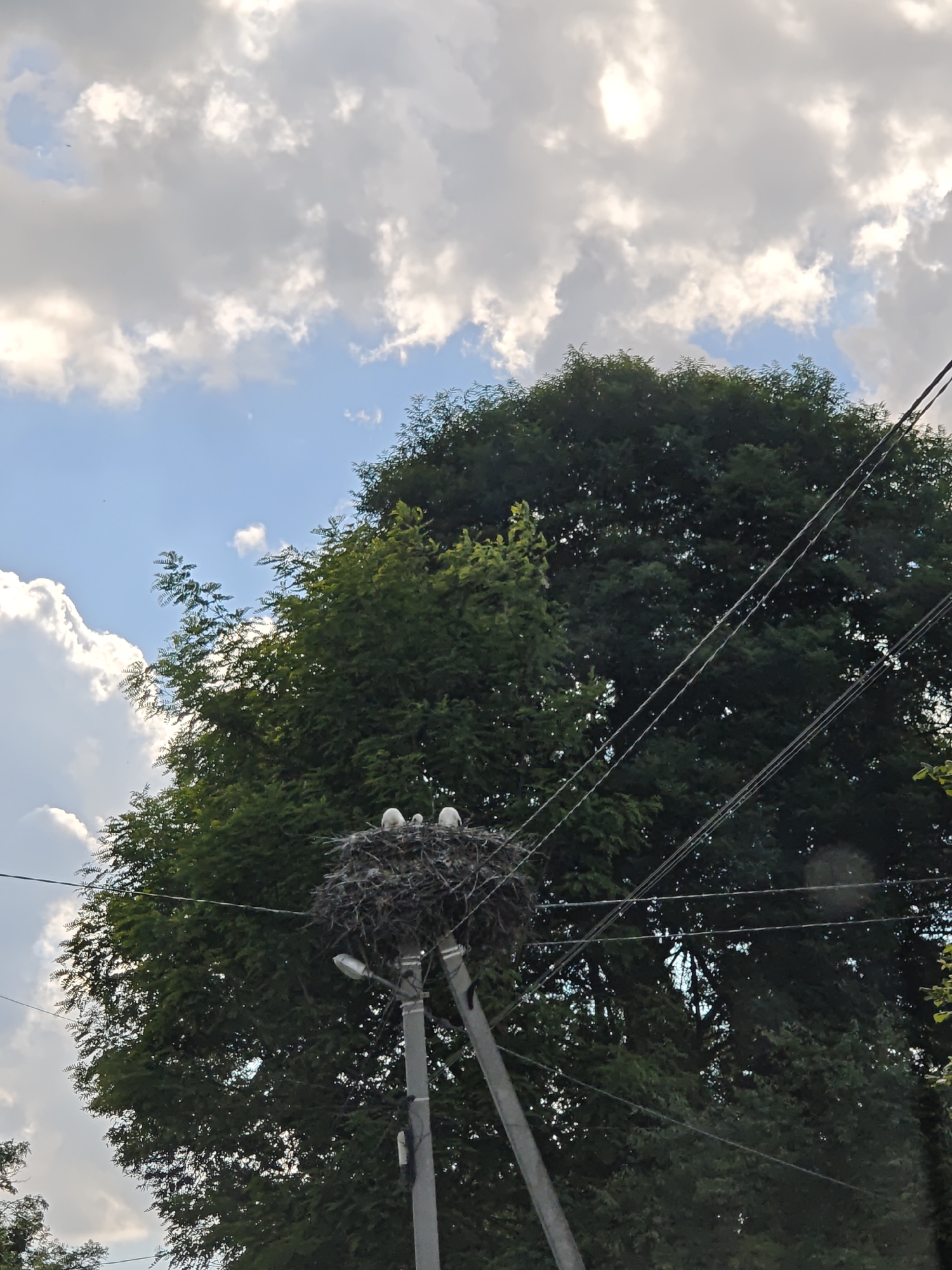 In this outdoor, daylight shot, a large, untamed green tree dominates the background, its dense foliage partially obscuring a cloudy sky with patches of blue. In the foreground, a telephone pole supports a sizable bird's nest. Three small white eggs are visible within the nest. The scene is set in Parkhomivka, Ukraine. The weather appears to be partly cloudy.