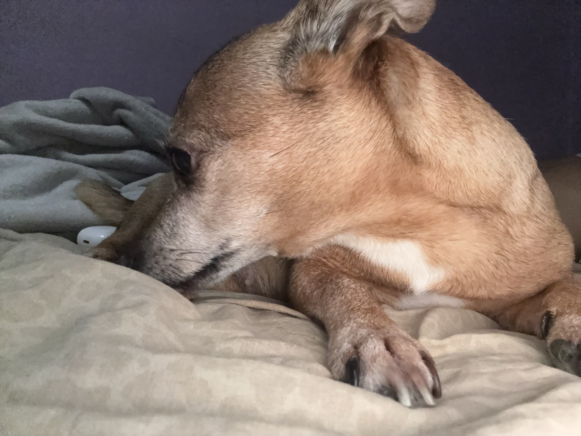 This is a close-up, medium shot of a small, tan-colored dog lying down on a light-colored blanket. The dog's head is turned to the left, with its eyes closed or looking down. Its fur is short and appears slightly grays around its muzzle. A white patch of fur is visible on its chest. The dog's paws are resting on the blanket, and its claws are visible. The background is a dark, solid color. The image quality is good, with clear focus on the dog. There is no discernible connection to the city of Burgas, Bulgaria.