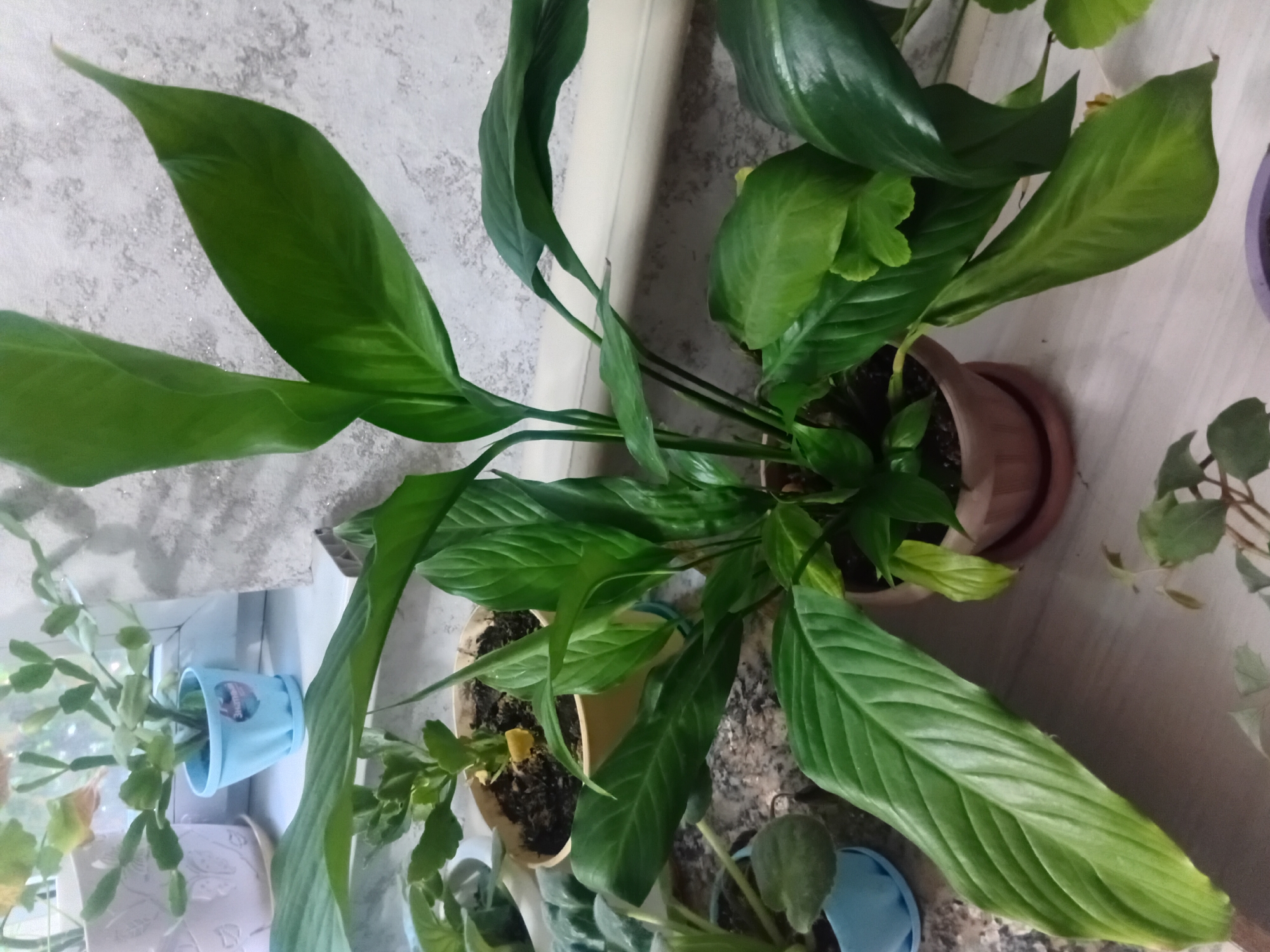 The image shows a collection of houseplants on a windowsill. The main subject is a large, leafy green plant, likely a peace lily, in a brown pot. To the left, a smaller plant in a light blue pot is visible, and further to the left, another plant in a white decorative pot. In the background, a textured wall is visible, and the windowsill itself appears to be made of wood. The lighting suggests an indoor setting, possibly during the day, with light filtering in from the side. The scene is static, with no people or animals present. The image does not contain any information that would allow for its specific location within Taldykorgan, Kazakhstan.