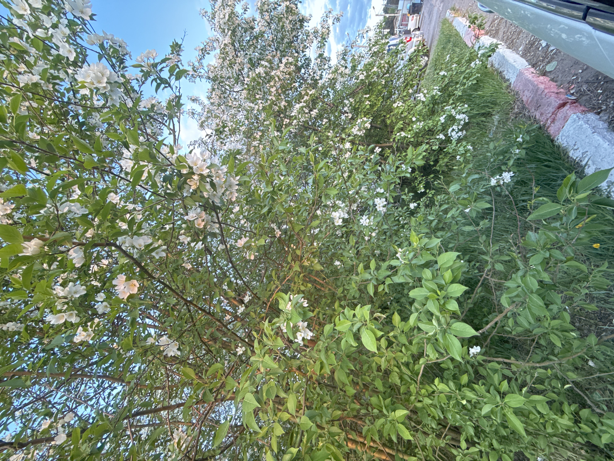 The image captures a natural scene in the city of Unknown. The predominant feature is a dense collection of trees and bushes. Many of the trees are in bloom, with white flowers covering their branches, and vibrant green leaves. To the right, there's a strip of grass and a curb with red, white, and gray markings. A portion of a car is visible in the upper right corner. The sky is partially visible, with a blue hue interspersed with some clouds.