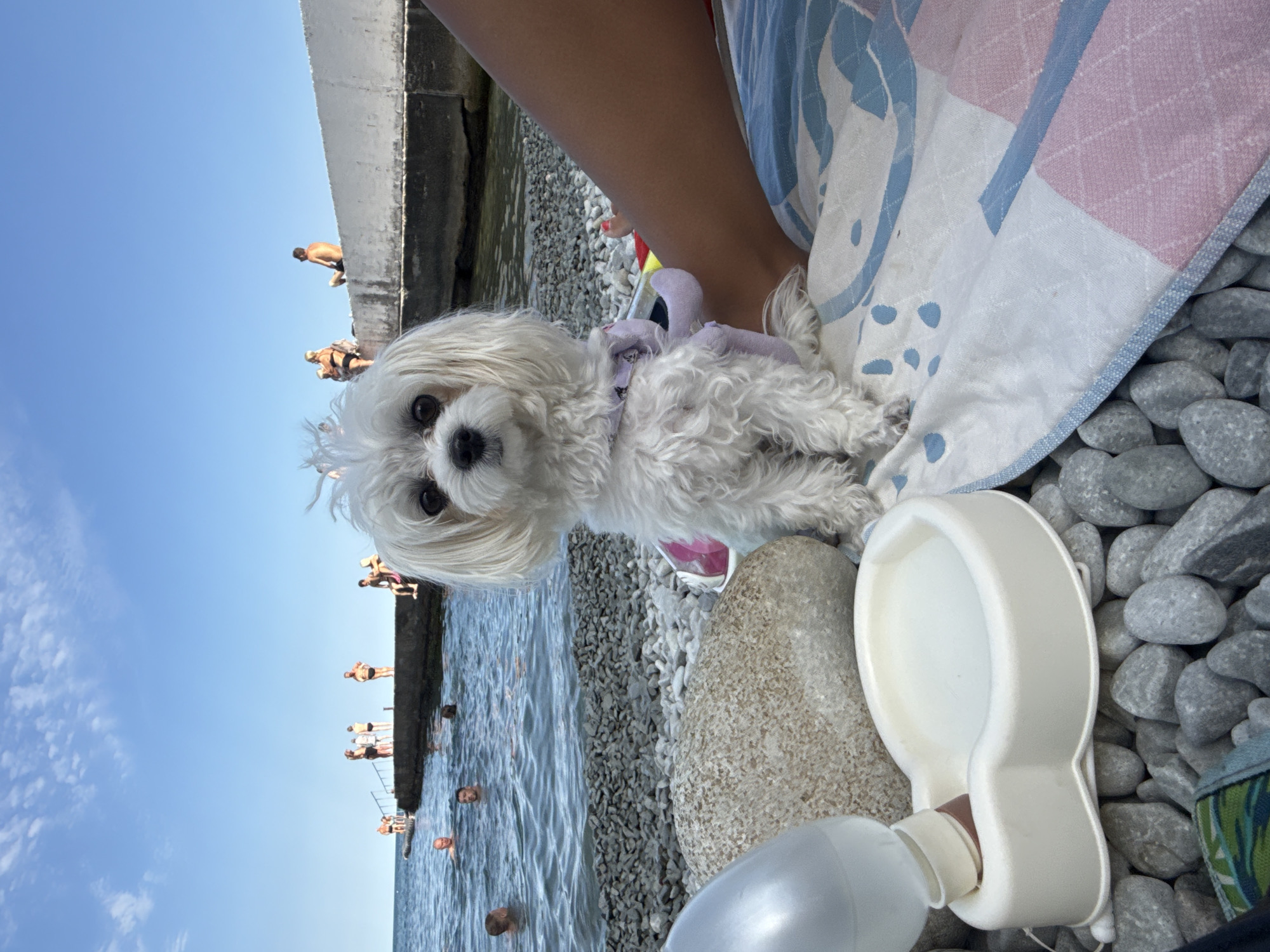 A white Maltese dog is sitting on a beach in Partenit, Ukraine, next to a portable dog water dispenser. The dog is looking at the camera and is wearing a purple bandana. In the background, people are swimming in the sea and relaxing on a pier. The sky is blue and clear. The beach is covered with grey pebbles.
