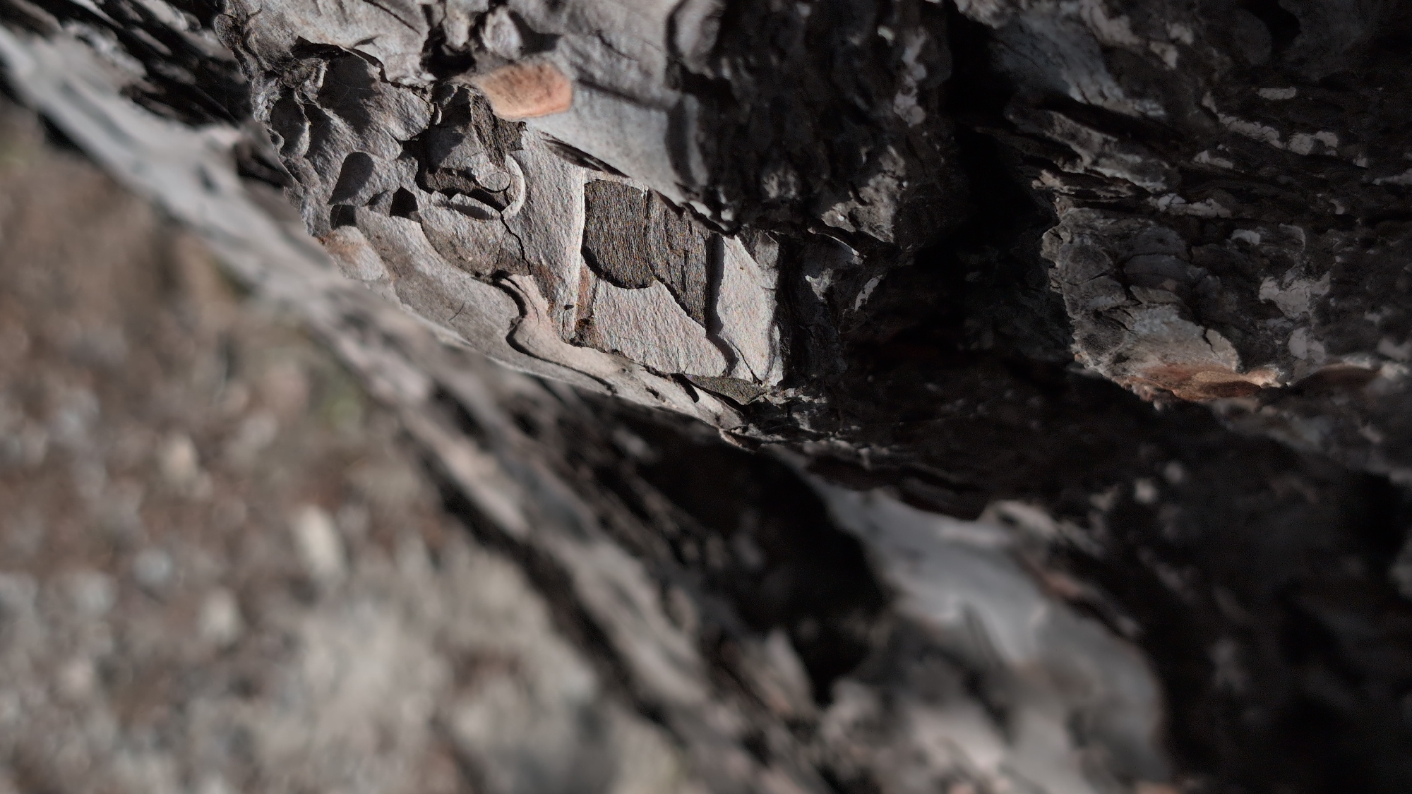 The image is a close-up, low-angle shot of rough, textured tree bark. The bark is predominantly dark gray and brown with some lighter gray and reddish-brown patches. The surface is highly detailed with deep crevices and flaky sections. The background is blurred and out of focus, appearing as a gradient of grays and browns, suggesting a natural, outdoor environment. There are no people, animals, or man-made objects visible in the frame. The lighting appears to be natural daylight, casting shadows that emphasize the texture of the bark. The location is Unknown, Unknown.