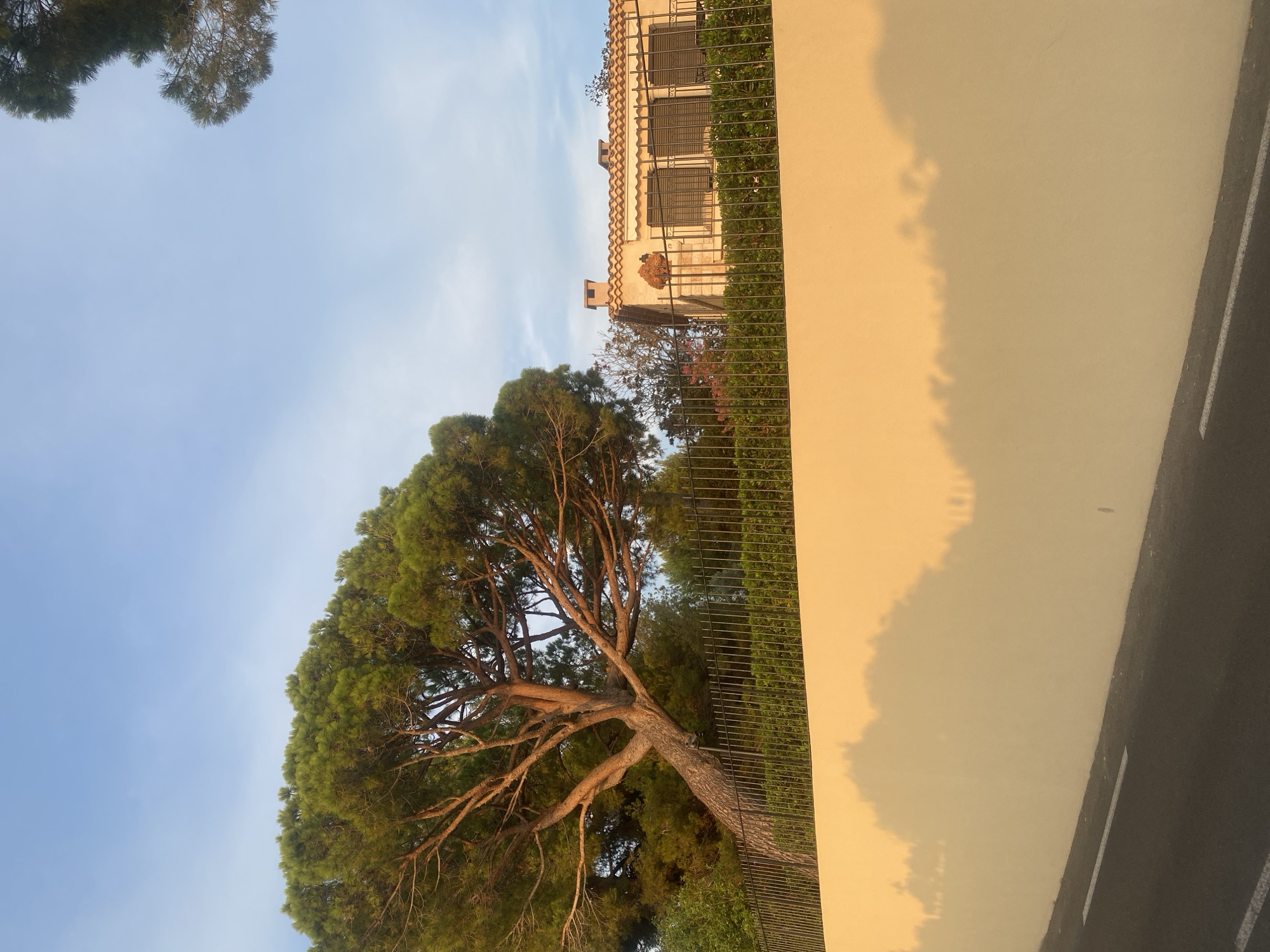 This photograph captures a sunlit outdoor scene in Antibes, France, likely during golden hour. A large, mature pine tree with a sprawling canopy dominates the left side of the frame, its branches illuminated by warm, golden light. Behind the tree, a dark metal fence runs horizontally, separating the foreground from the background. Beyond the fence, a building with a red-tiled roof and closed shutters is visible, suggesting a residential property. The building appears to be in a style common to the Mediterranean region. Lush green foliage forms a backdrop for the house and fence. In the foreground, a cream-colored wall, also bathed in the warm glow of the sun, casts an elongated shadow of the tree and other elements onto its surface. To the left of the wall, a portion of a dark asphalt road with white lane markings is visible, indicating a roadside setting. The sky above is a clear, pale blue with a few wispy clouds. The overall impression is one of tranquility and the beauty of natural light on architecture and nature.