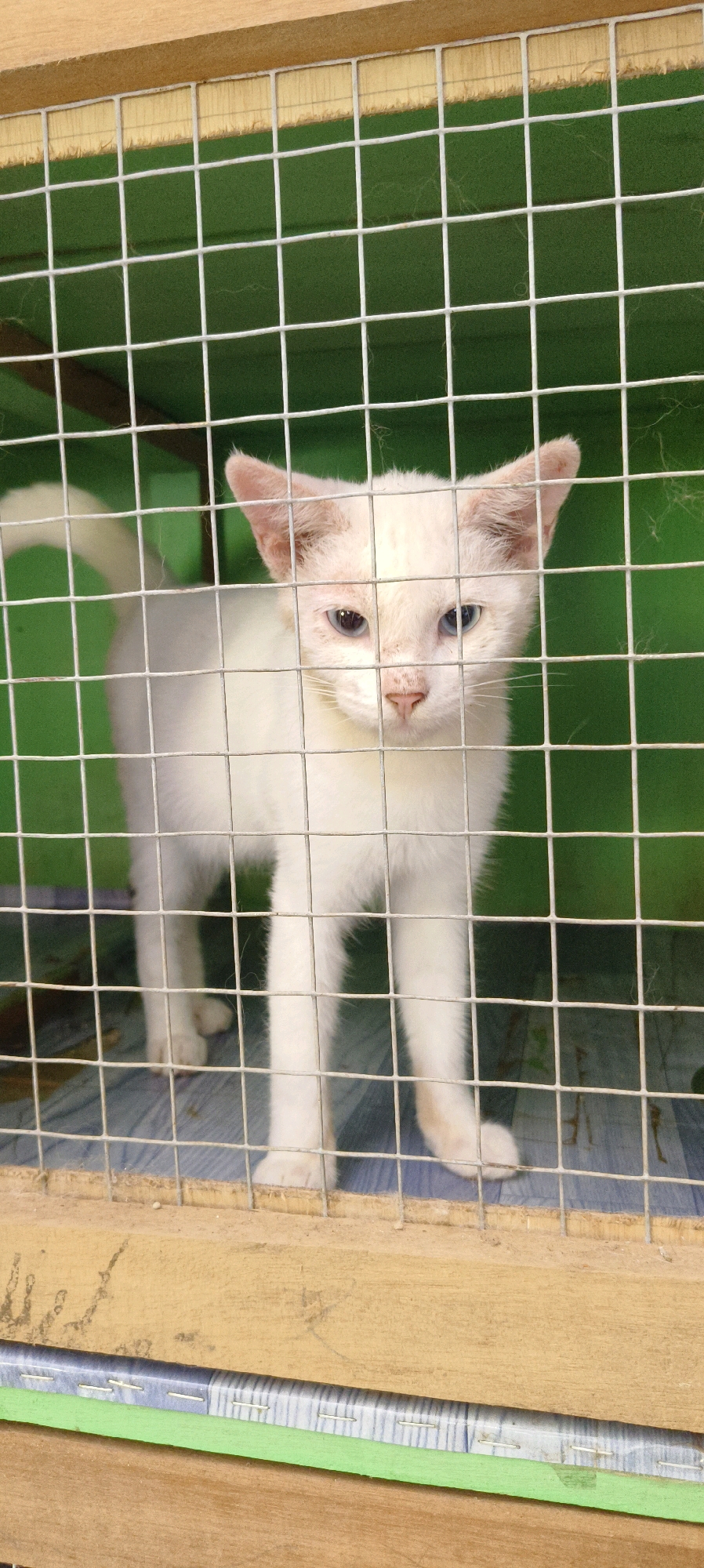 A white cat with light blue eyes stands behind a wire cage. The cat is facing the camera and its body is mostly white, with some faint pinkish-tan markings on its face and ears. The cat's tail is visible curled up behind its body. The cage is made of thin, white wire mesh, forming square openings. The background consists of a plain green wall, and the floor inside the cage appears to be covered with a blue and white patterned mat. The cage itself is constructed of light-colored wood at the bottom and top. This image was taken in Waisai, Indonesia.