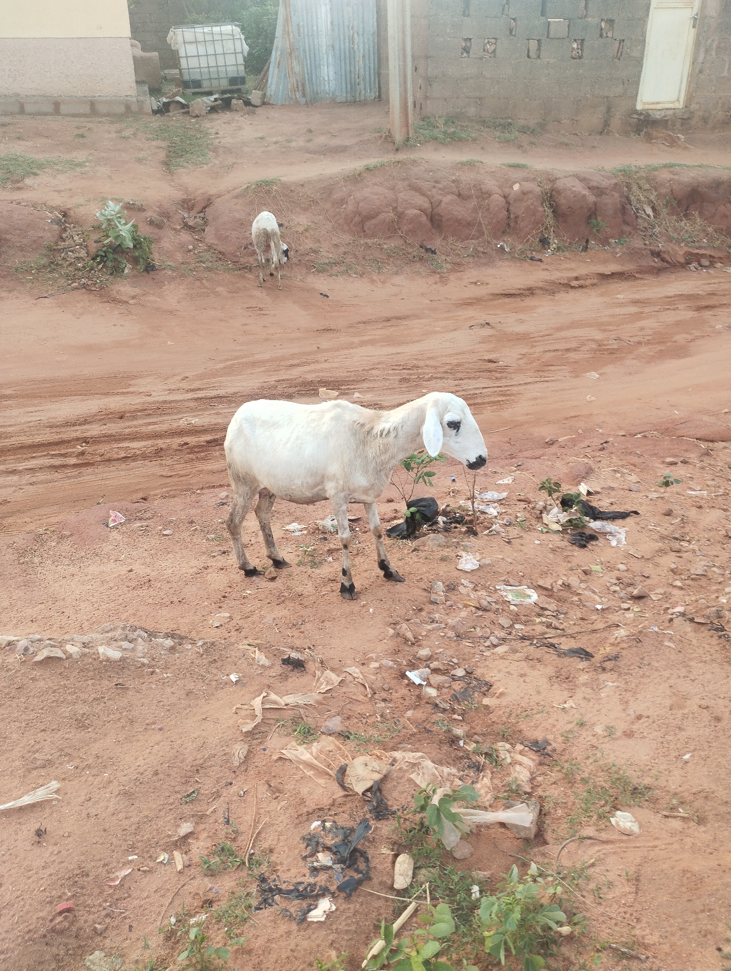 A medium-level shot shows a white sheep standing on a reddish-brown dirt road in Tumfure, Nigeria. The sheep has a black and white face, white wool, and black hooves. It stands in a place covered with trash and rocks. Behind it, the dirt road shows tire tracks. In the distance, another sheep walks away from the camera. Two buildings are visible in the background, one made of gray blocks and another with corrugated metal. A white water tank stands near the first building. Vegetation is scattered throughout the scene.