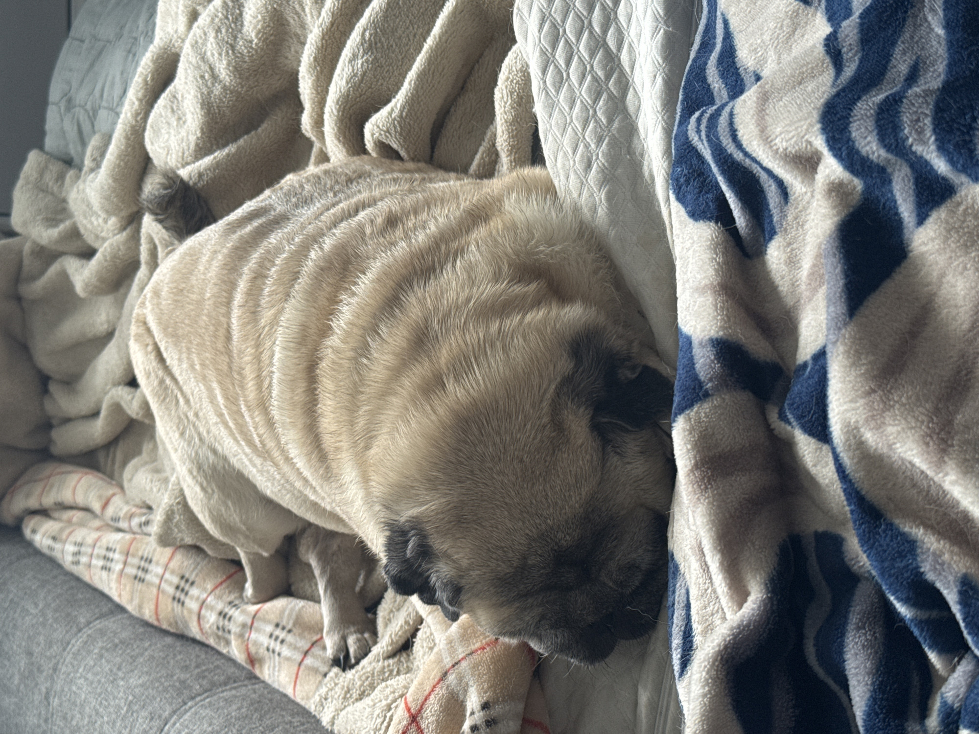 A pug is sleeping on a bed covered with blankets. The pug is fawn-colored with a black mask and is curled up, its head resting on the blankets. The blankets are of various textures and patterns, including a beige plaid blanket, a textured white blanket, and a blue and beige striped fleece blanket. The scene appears to be indoors, likely a bedroom, in Bishkek City, Kyrgyzstan.