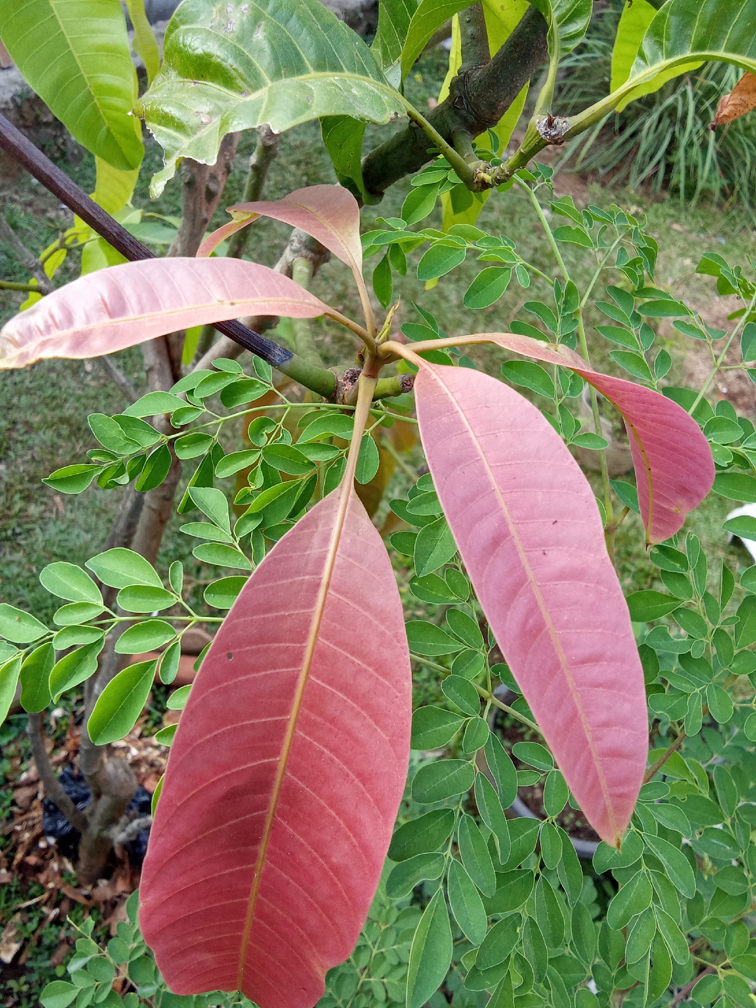 The image shows a close-up of a plant with a mix of red and green leaves. Two large, elongated red leaves are prominent in the foreground, with visible veins running through them. Behind these, smaller, feathery green leaves of a different plant are abundant. The background is softly blurred, showing hints of grass, soil, and other foliage, suggesting an outdoor environment. The lighting appears to be natural daylight. There are no people or animals visible in the image. The scene is likely from a garden or natural setting.