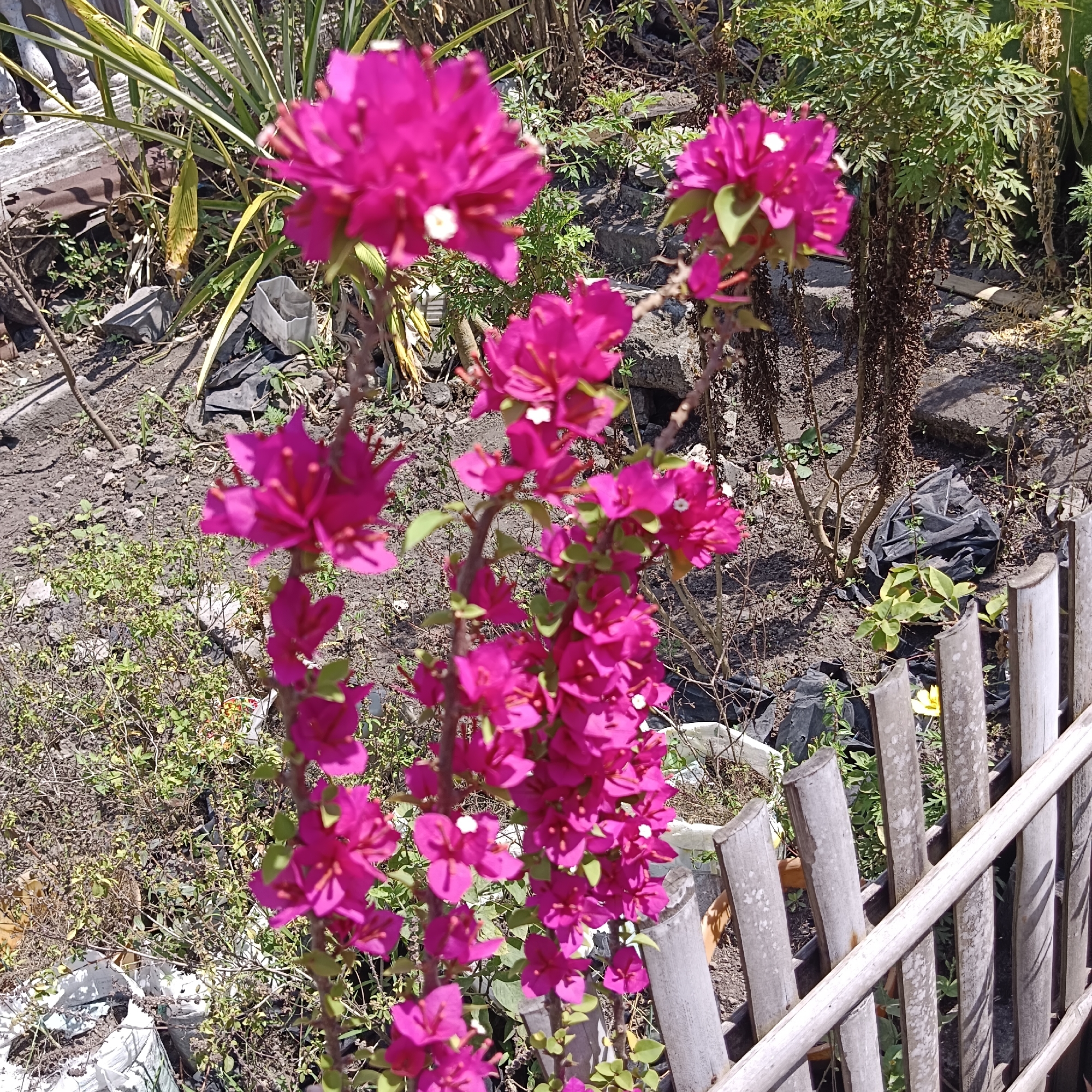 This is a close-up, eye-level shot of bright magenta bougainvillea flowers in Kota Raja, Indonesia. The flowers are the primary subject, with their vibrant color and delicate petals dominating the foreground. They appear to be growing on a thin, woody stem, with some smaller green leaves interspersed among the blooms. Behind the flowers, the scene is a bit cluttered and appears to be an outdoor area, possibly a garden or yard. There are some dried, brown stalks and leaves, suggesting a slightly unkempt or natural environment. In the background, there is a rustic fence made of light-colored bamboo poles. The ground is covered in dark soil with patches of green vegetation. A black plastic bag is visible on the ground, adding to the sense of a somewhat untidy outdoor space. The lighting suggests it is daytime, with sunlight casting shadows. No people or animals are present in the frame.