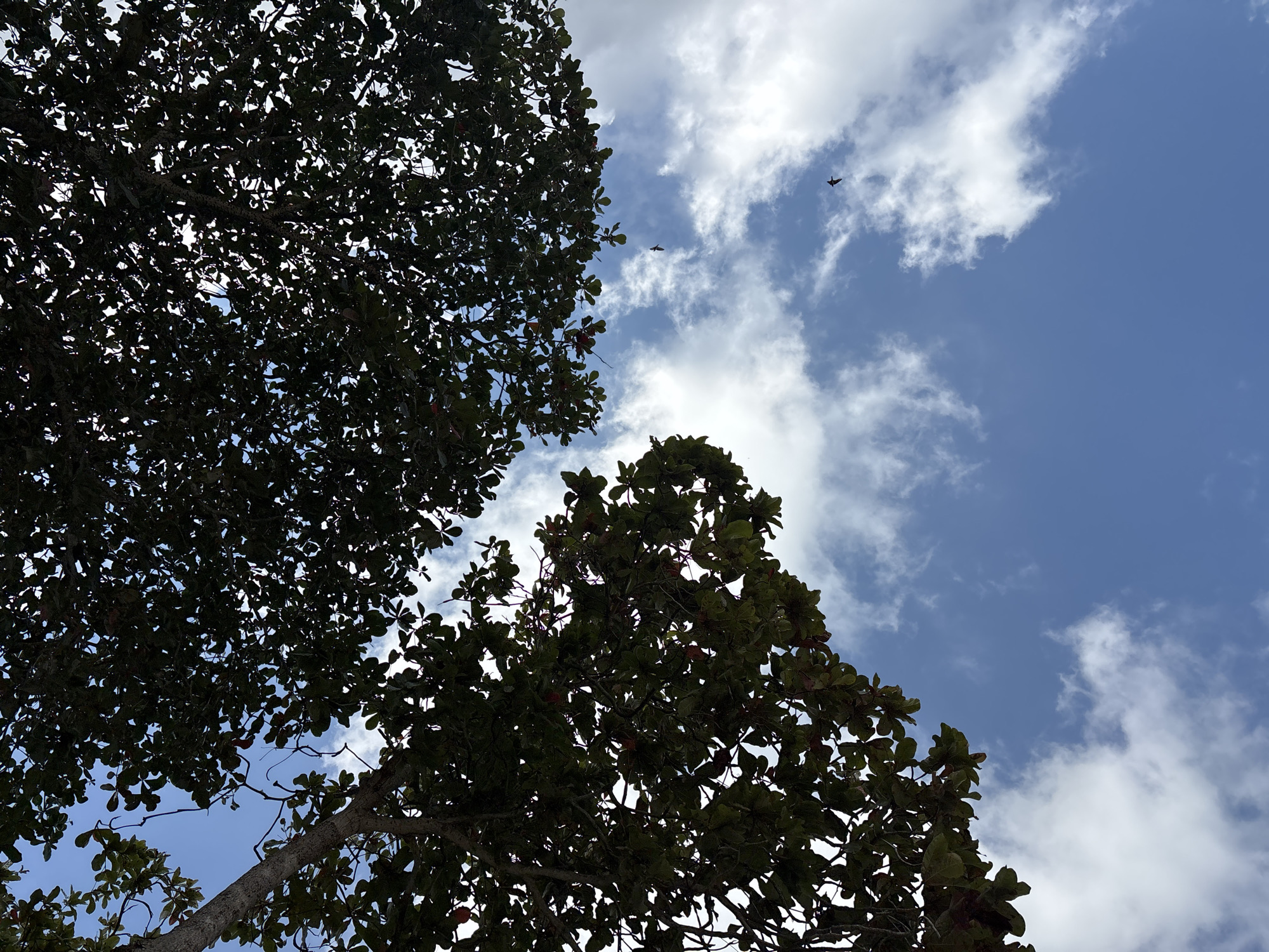 The image, captured from below, looks up through the canopy of lush green trees towards a bright blue sky dotted with white, puffy clouds. Silhouetted against the sky are two birds in flight. The scene appears to be an outdoor setting, likely a park or a natural area within Kuta Selatan, Indonesia, given the tropical foliage and the clear, bright sky indicative of such a location. The perspective emphasizes the natural beauty of the environment, with the trees forming a partial frame for the expansive sky.