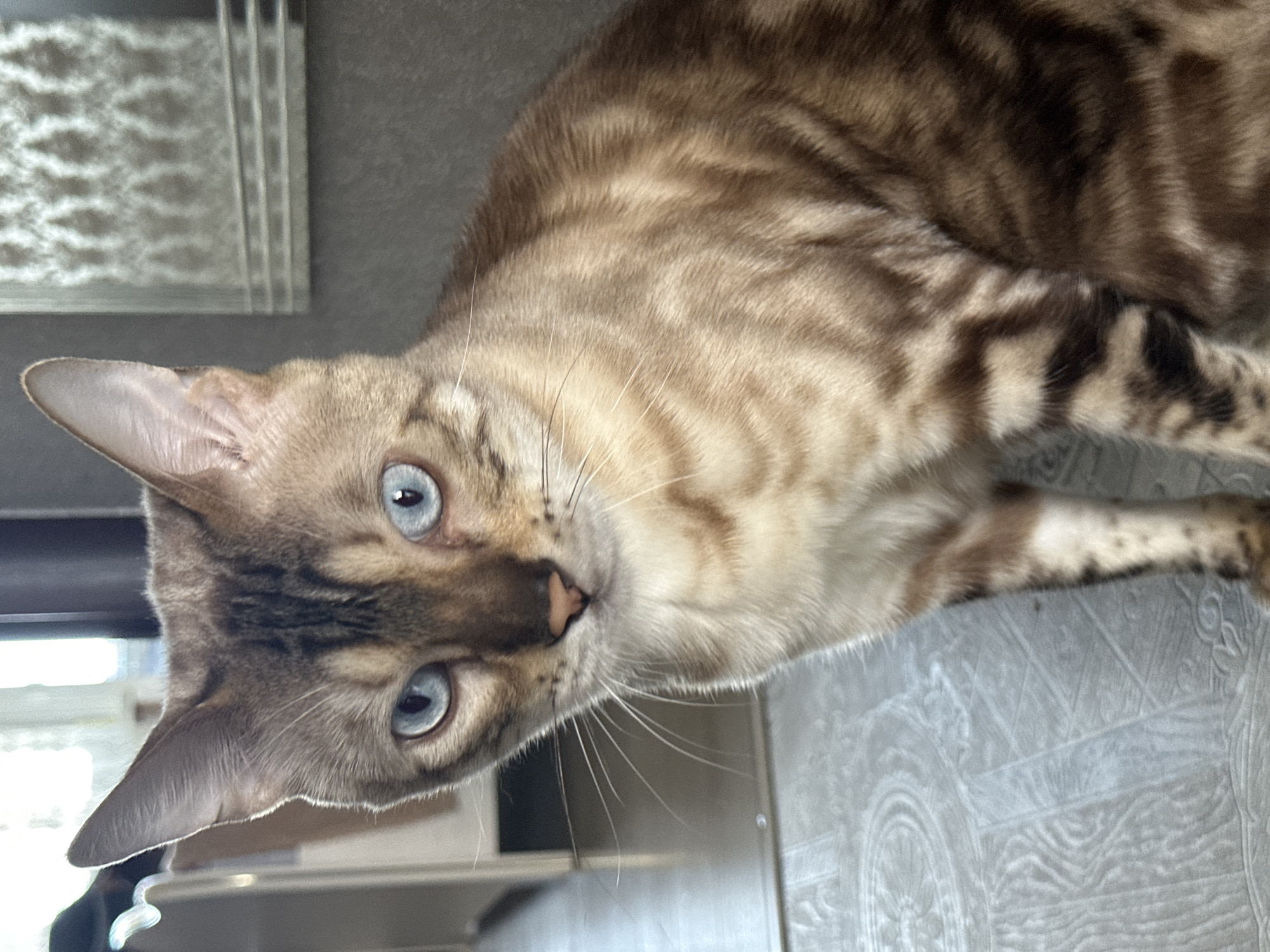 A Bengal cat with striking blue eyes and distinctive spotted markings is shown in a close-up, eye-level shot. The cat is positioned in the foreground, with its head tilted slightly to its left, facing the camera. The background is softly blurred, suggesting an indoor setting. To the left, a portion of a white cabinet or shelf unit is visible. To the right, a dark gray wall features a decorative mirror with a geometric pattern. The floor is a light gray with a subtle textured pattern. The overall lighting is diffused, possibly natural light coming from a window, creating soft shadows and highlights on the cat's fur. No people are present in the image. The location is not specified as being in the city of Energetik, Russia.