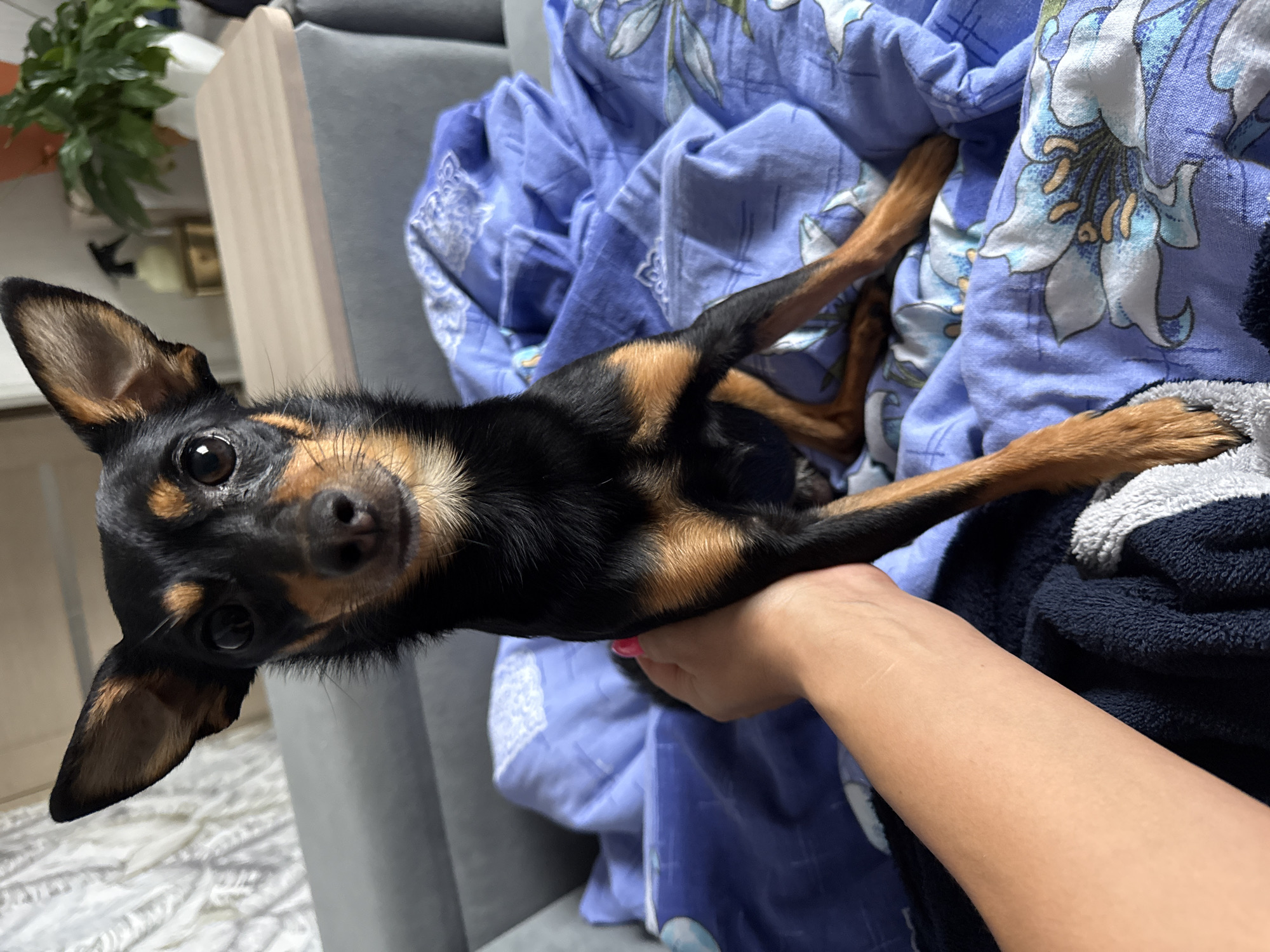 A small, black and tan miniature pinscher is being held in a person's hand. The dog's face is close to the camera and its ears are perked up. The background is a blue patterned blanket and a grey sofa. The location is unspecified except for the city of Kauchuk Stantsiya, Russia.