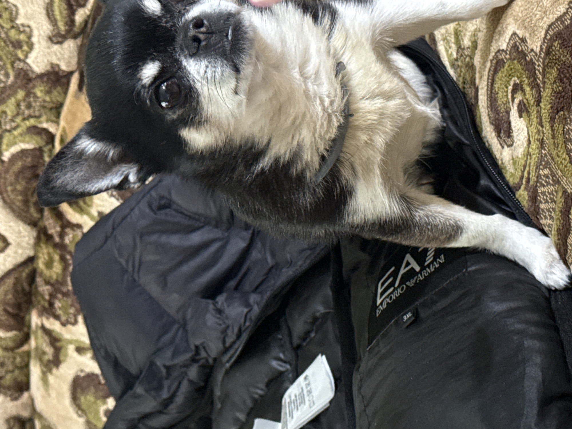 A black and white Chihuahua lies on a black puffer jacket with the "EA Emporio Armani" logo on the pocket. The background is a patterned couch. There is no indication of the location being in Kitka, Bulgaria.